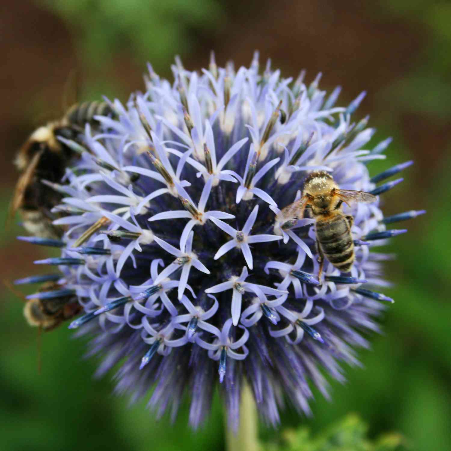 Kugeldistel Kugeldistel