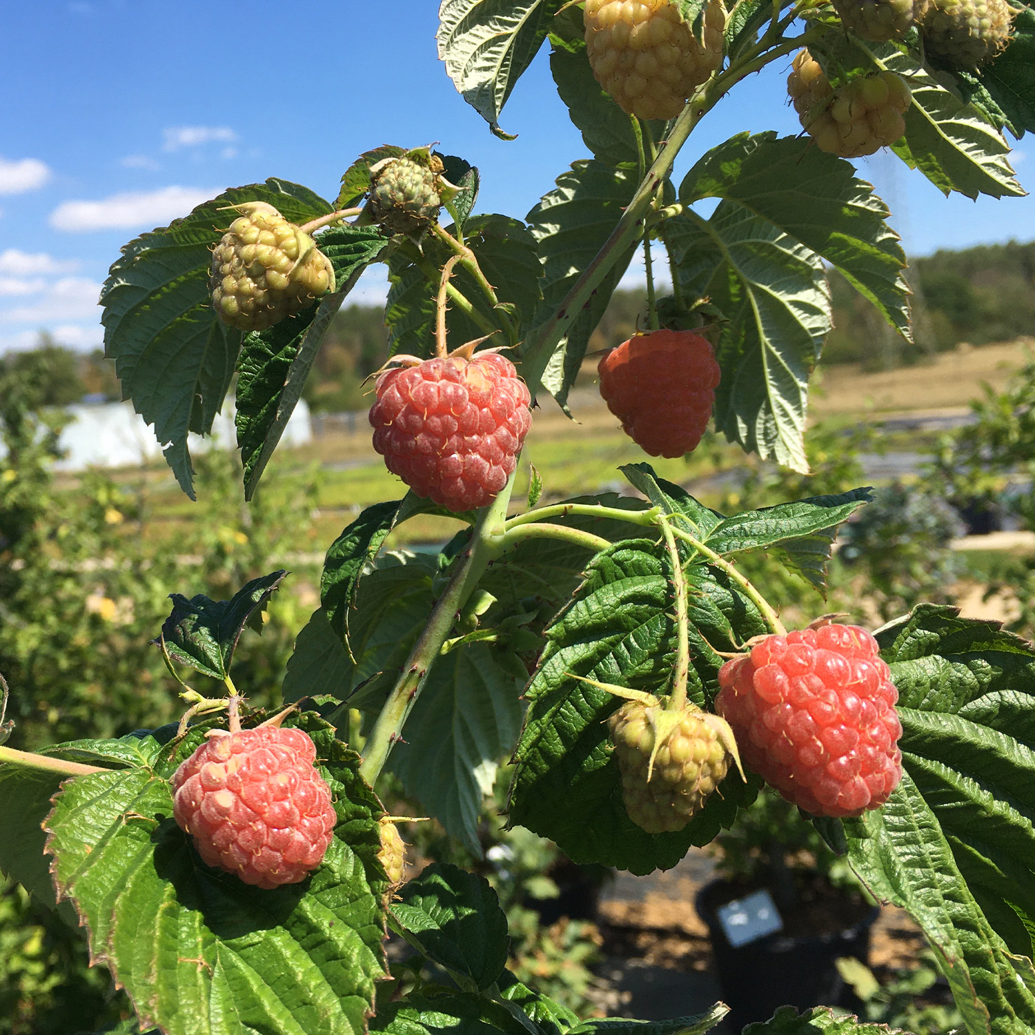 Herbsthimbeere Primeberry® 'Autumn Fleshy®'