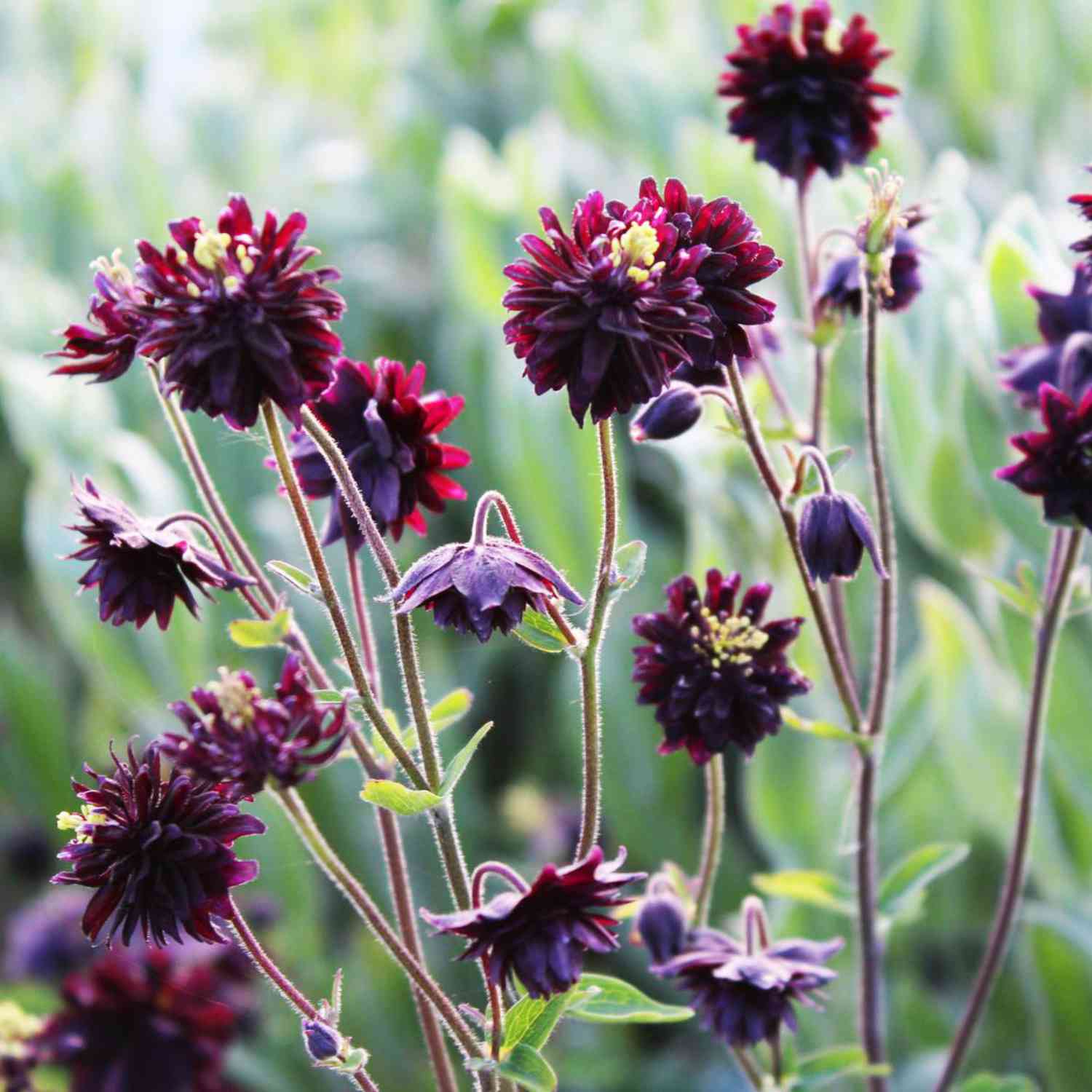 Gefüllte Akelei 'Black Barlow' Gefüllte Akelei 'Black Barlow'