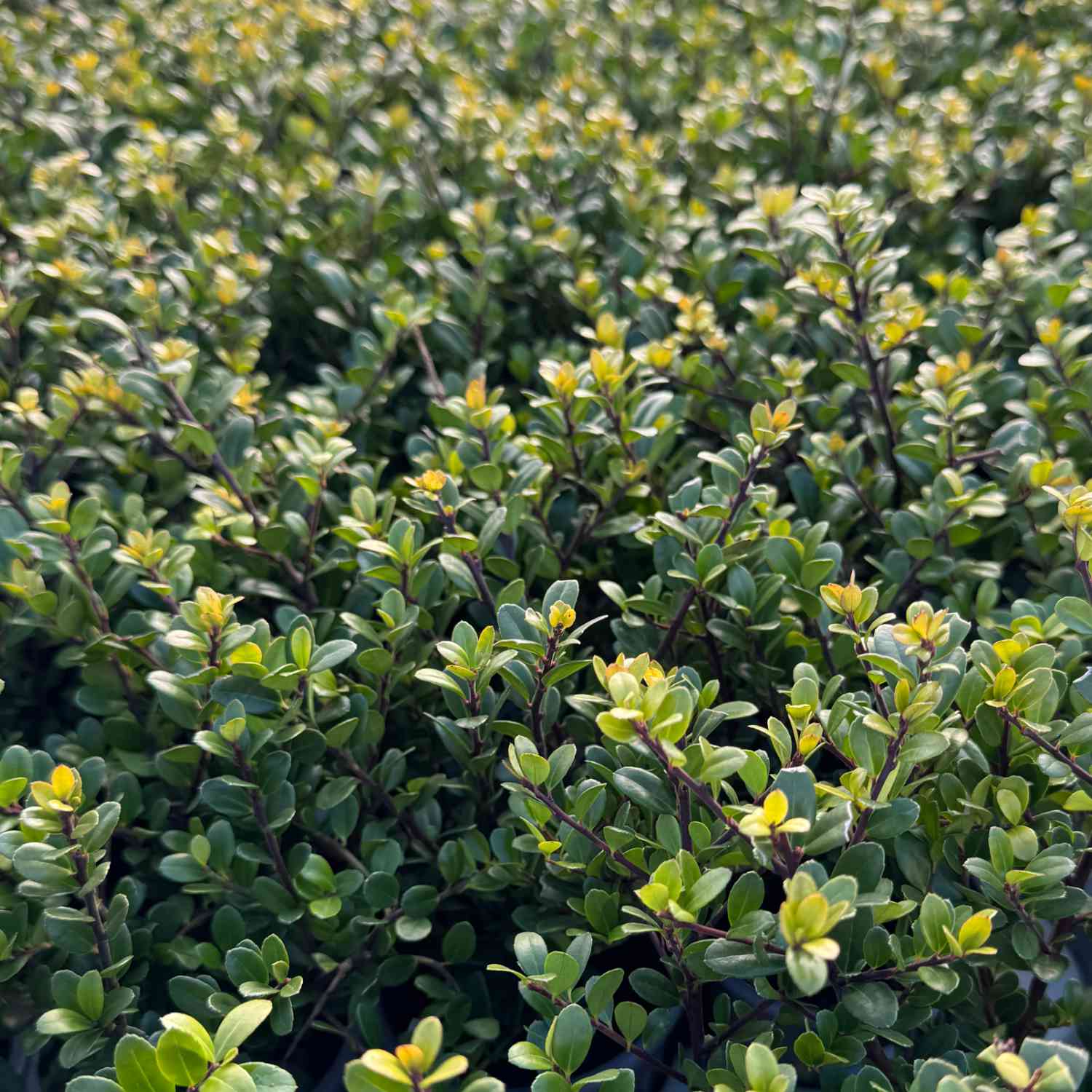 Ilex 'Dark Green®'