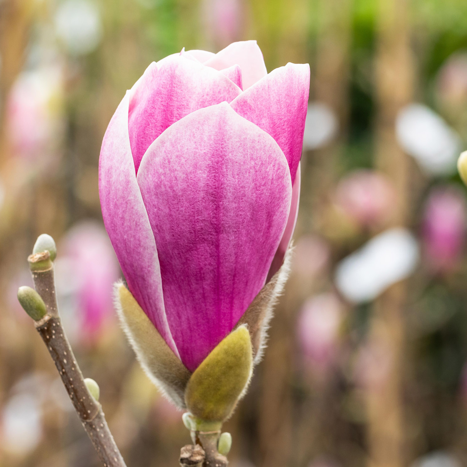 Magnolie 'Satisfaction®'