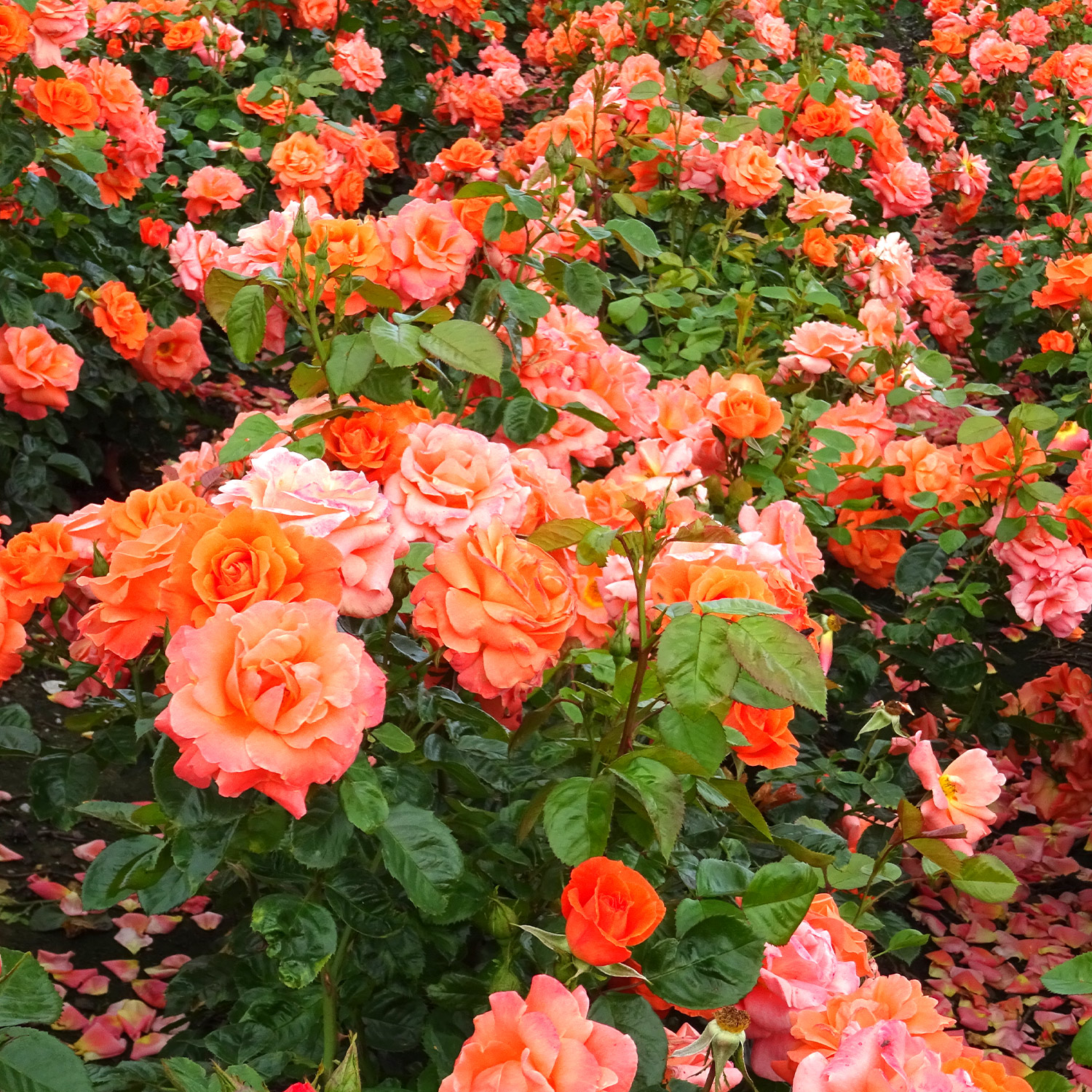 Strauchrose 'Newsflash' 5 Liter Topf Lieferform: Im 5 Liter Topf