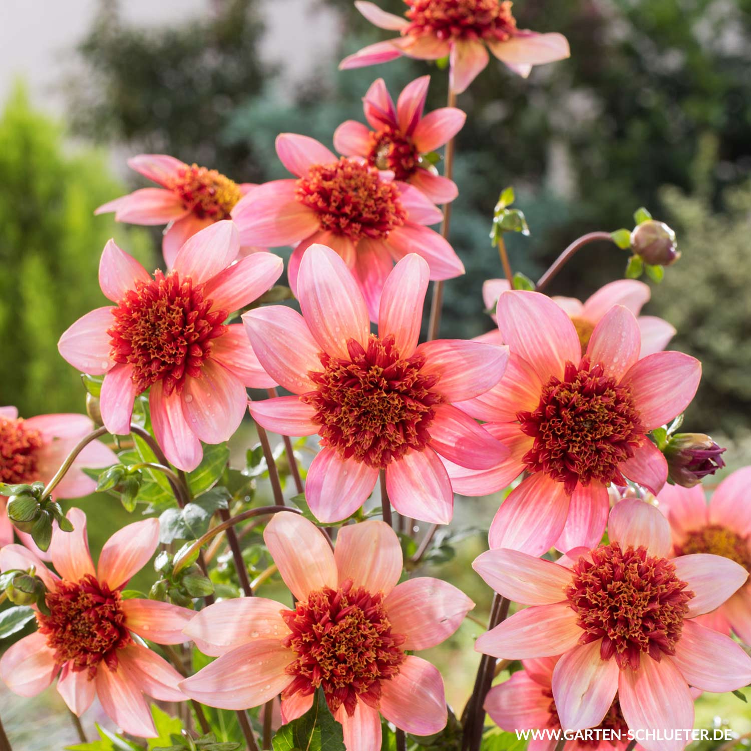 Kategorie <b>Produkt ohne Kategoriezuordnung </b> - Anemonendahlie 'Totally Tangerine' Liefergröße: Zwiebelgröße I - Dahlia 'Totally Tangerine'