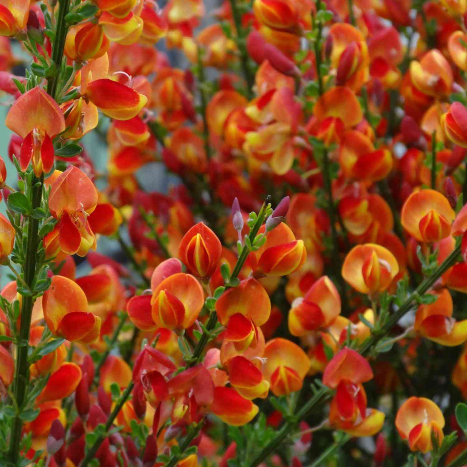 Edelginster 'Lena'