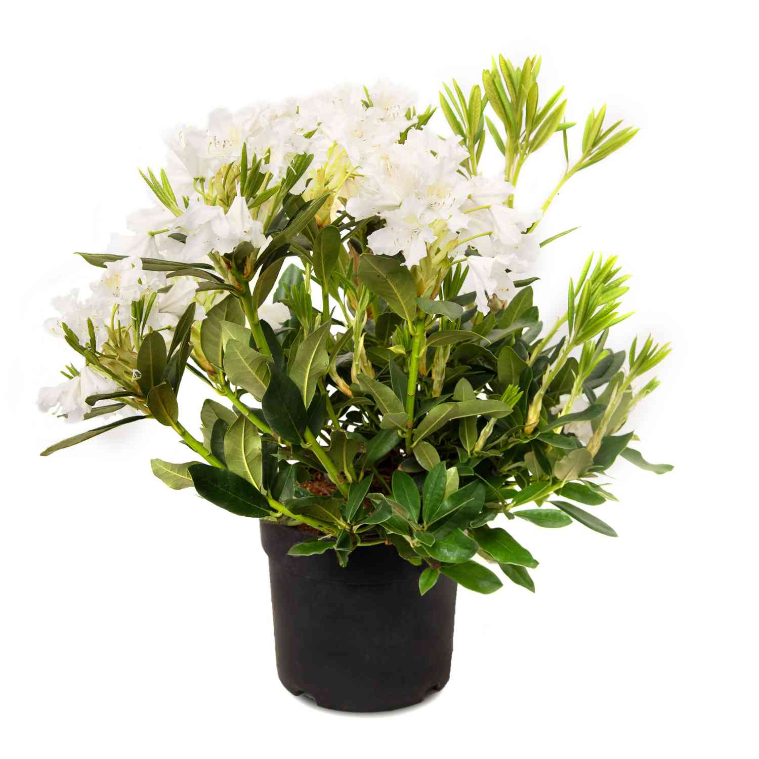 Rhododendron Hybride 'Cunninghams White'