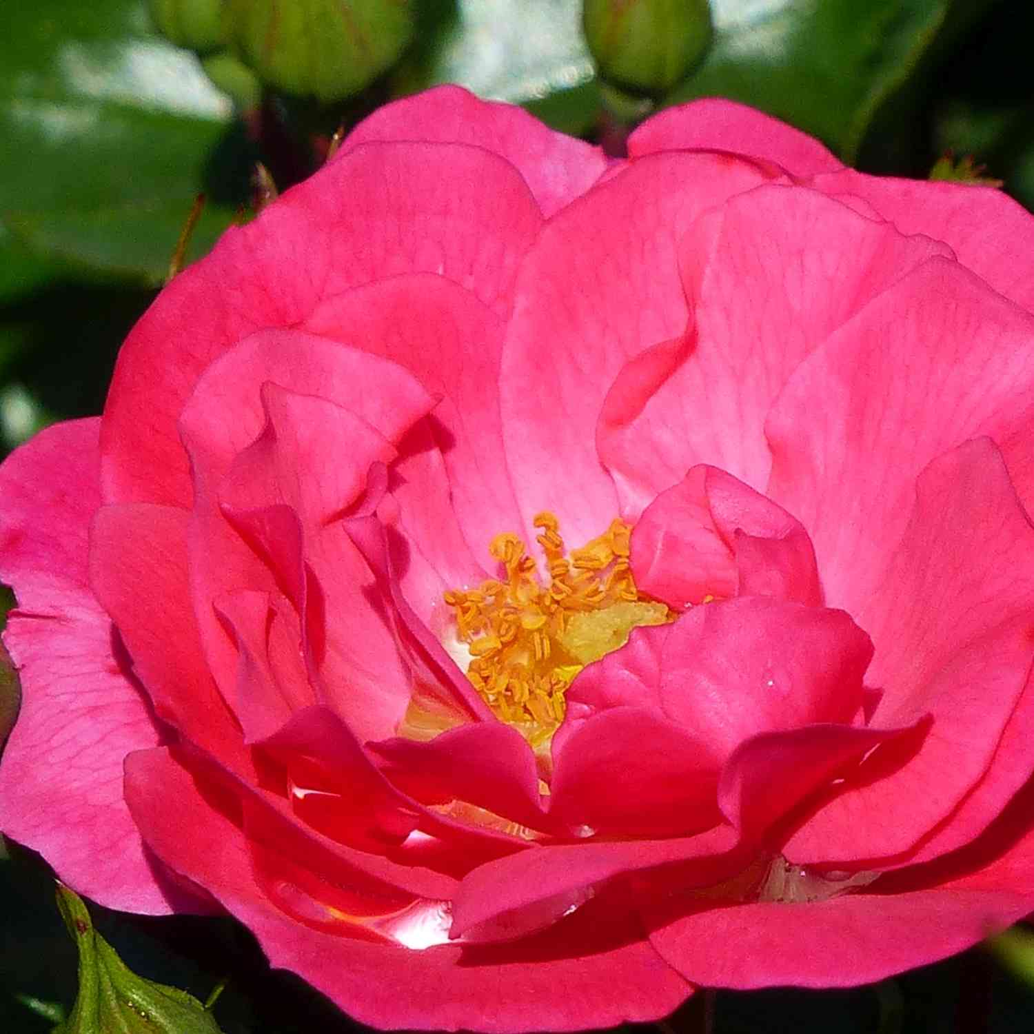 Bodendeckerrose 'Flower Carpet® Heidetraum®' ADR
