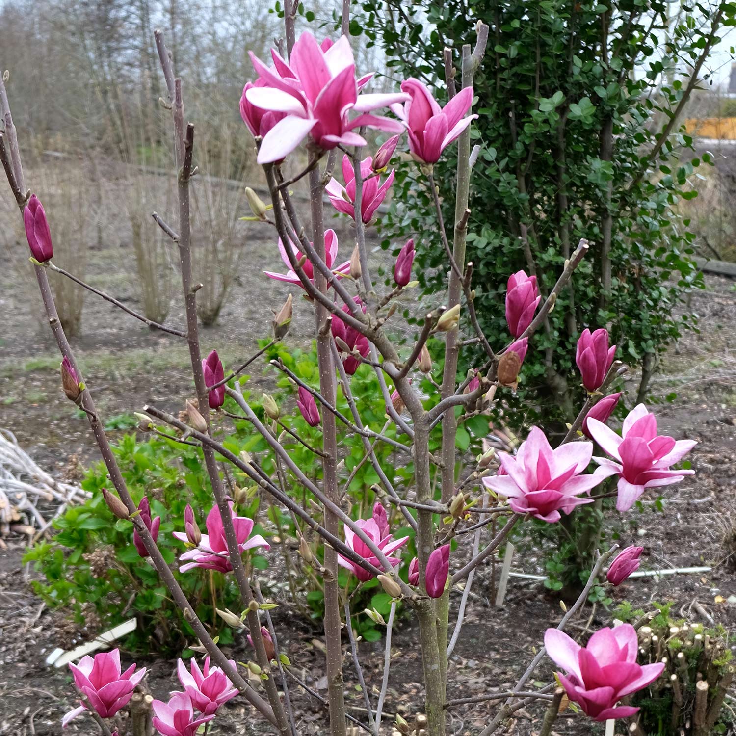 Magnolie 'Starburst®', 5 - 7, 5 Liter, 100 - 125 cm Liefergröße: 100 - 125 cm