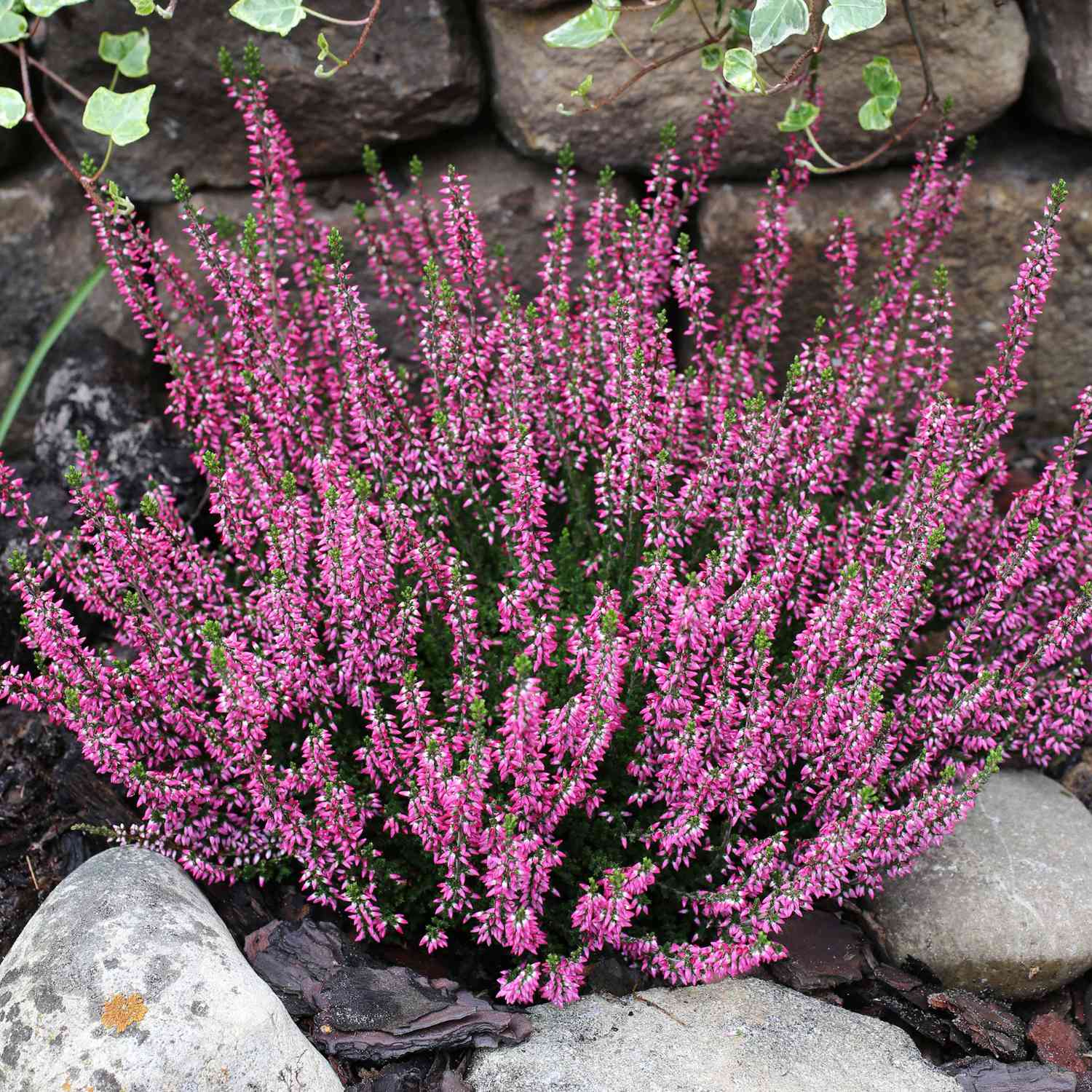 Knospenheide 'Aphrodite' (Garden Girls®)