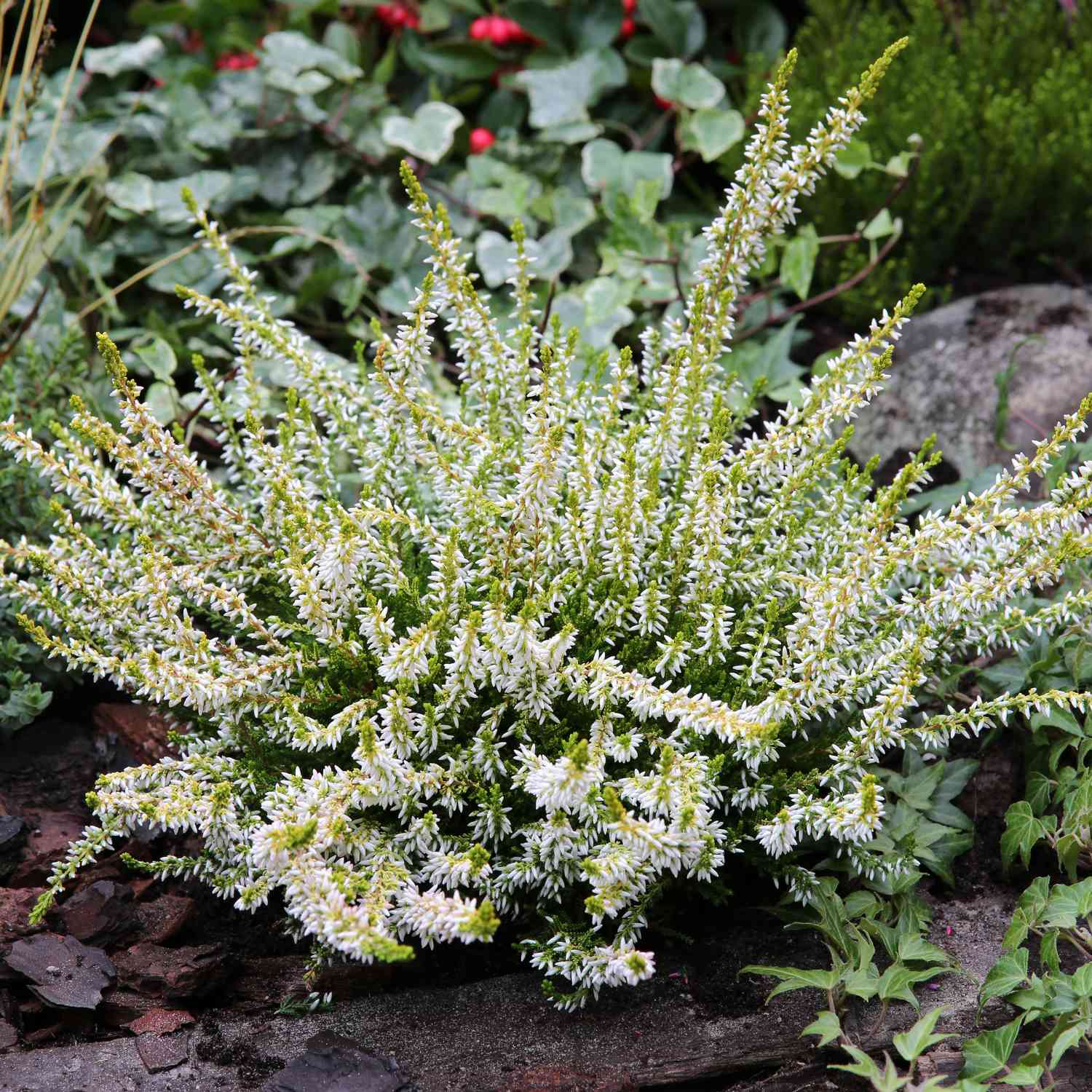 Winterharte Knospenheide 'Sandy' (Garden Girls®) Winterharte Knospenheide 'Sandy' (Garden Girls®)