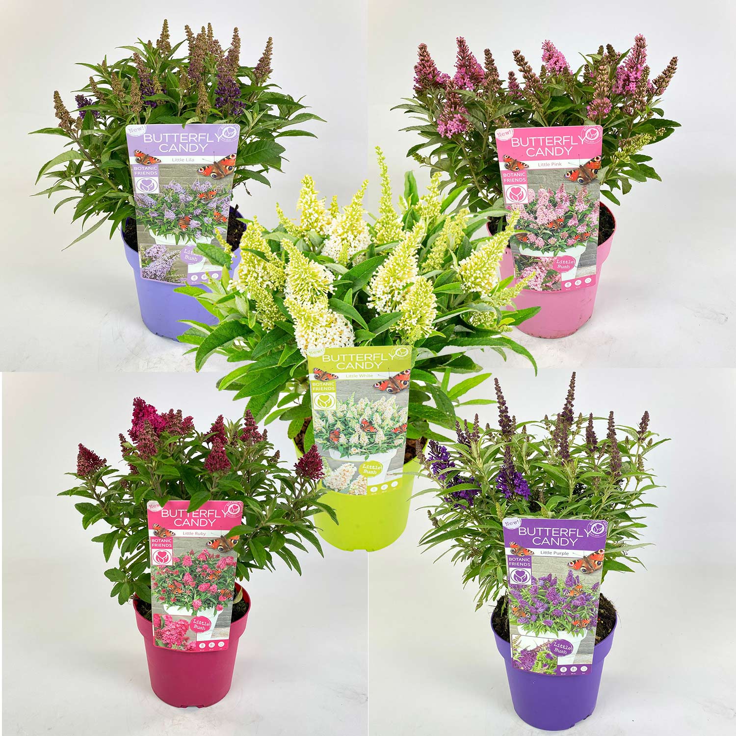 Zwerg-Schmetterlingsflieder 'Butterfly Candy®' - 5 Sorten im Set Liefergröße: | 5 Stück | 30 - 40 cm