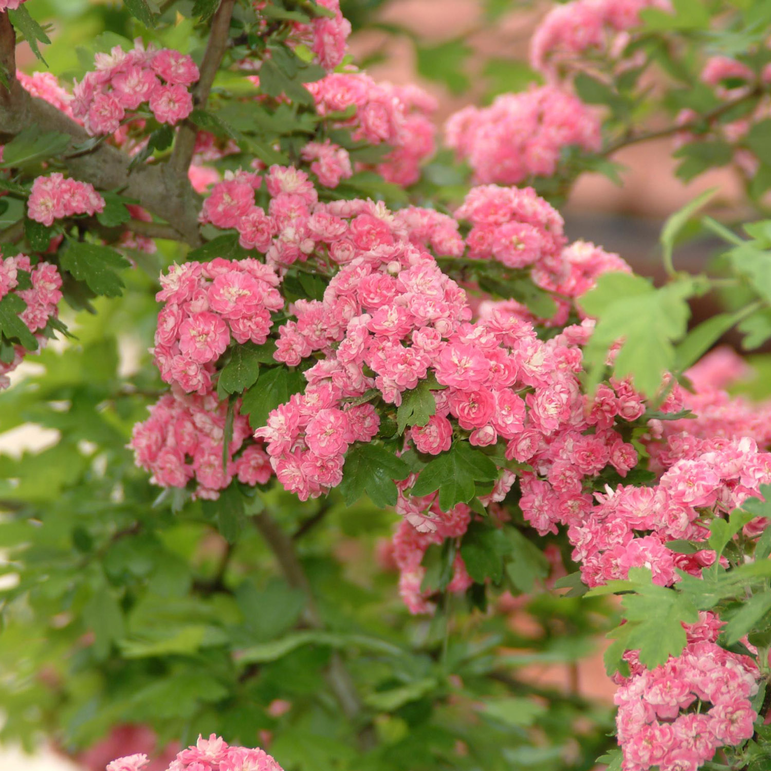 Echter Rotdorn 'Paul´s Scarlet' 1 Liter, 25 - 30 cm Liefergröße: 25 - 30 cm