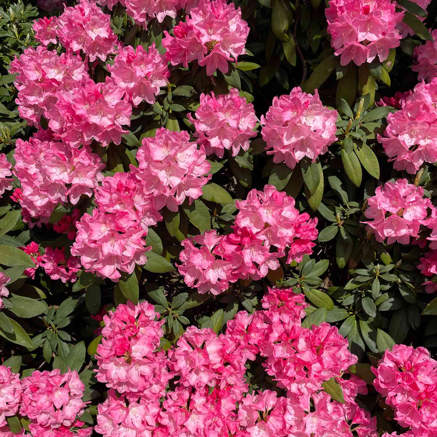 Ball-Rhododendron 'Morgenrot'