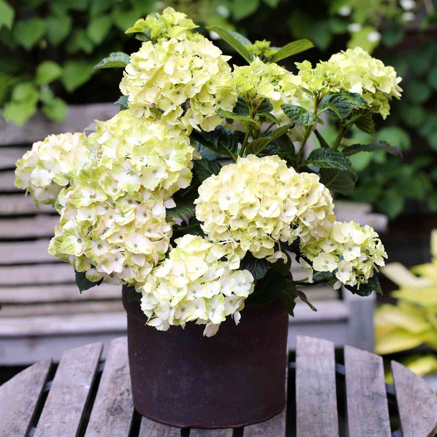 Hortensie Magical® 'Noblesse'