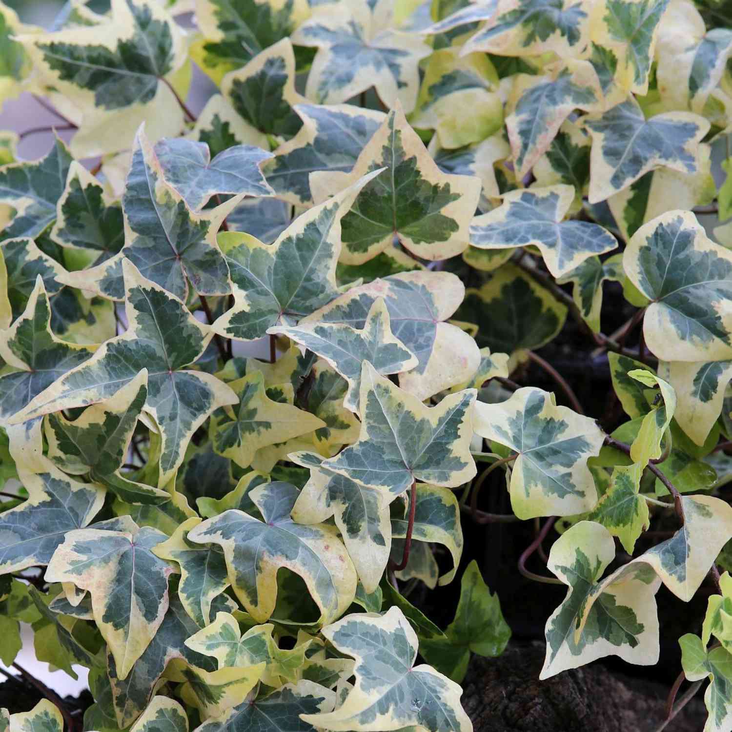 Gelbbunter Efeu 'Goldchild'
