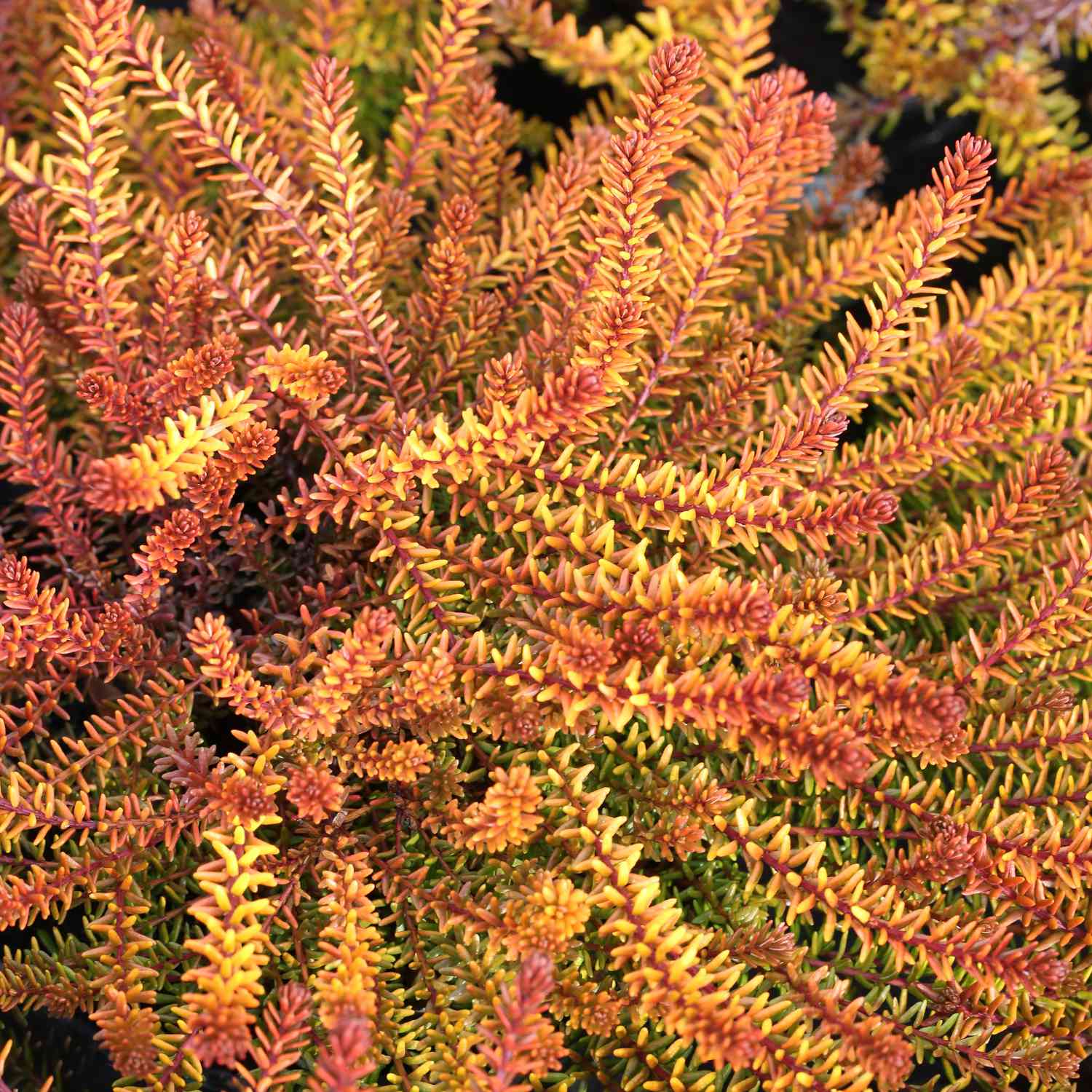 Bodendeckerheide 'Bernstein'
