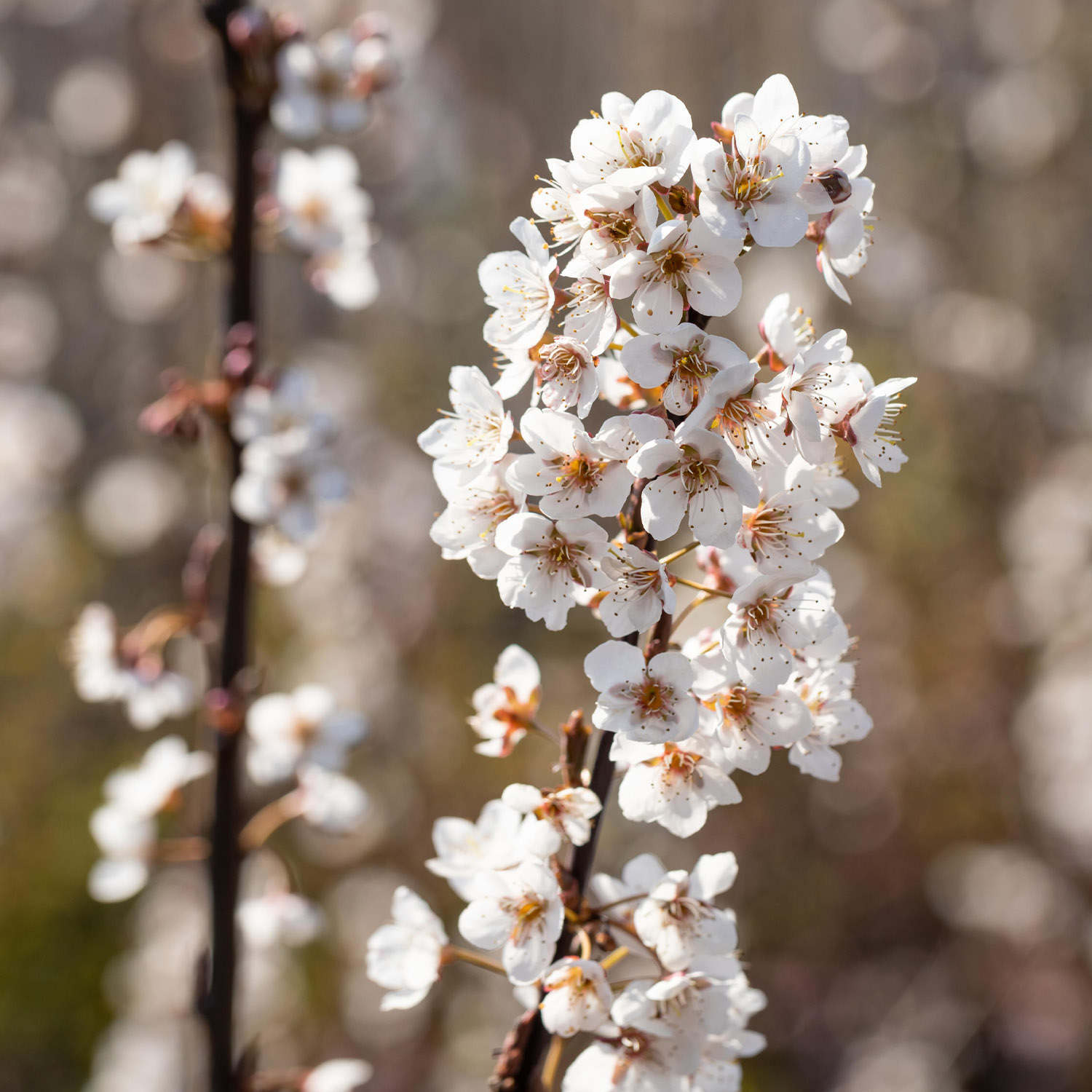 Blutpflaume 'Trailblazer'