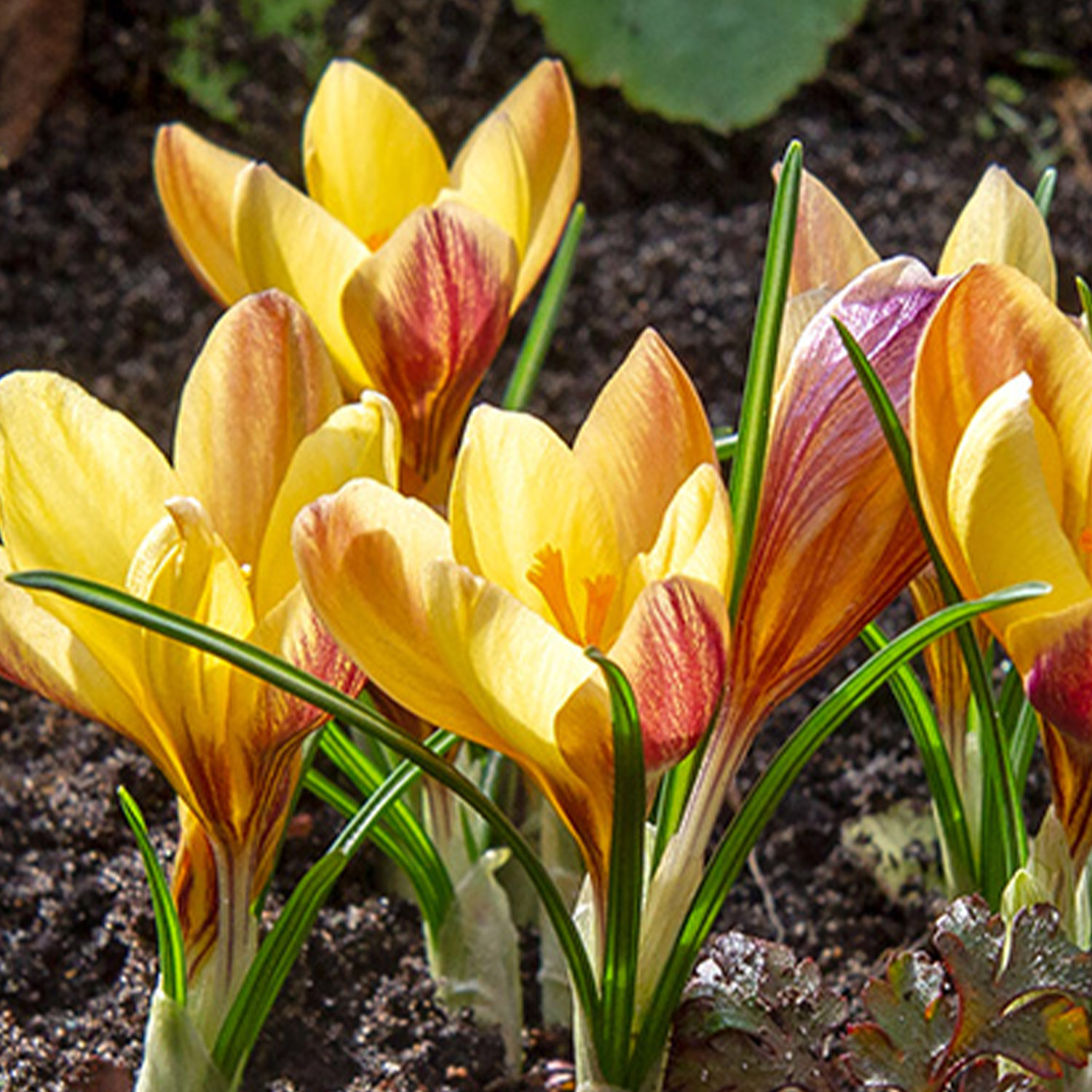 Botanische Krokusse 'Fuscotinctus' - 15 Stück Liefergröße: Zwiebelgröße 5/+