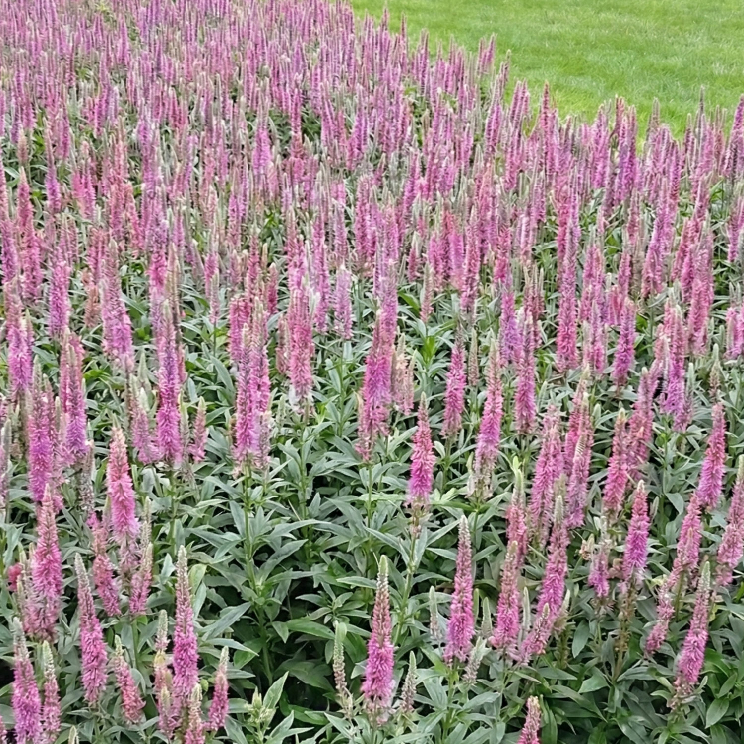 Kategorie <b>Stauden </b> - Kandelaber-Ehrenpreis 'Fascination' Lieferform: Im 0,5 Liter Topf - Veronicastrum virg. 'Fascination'