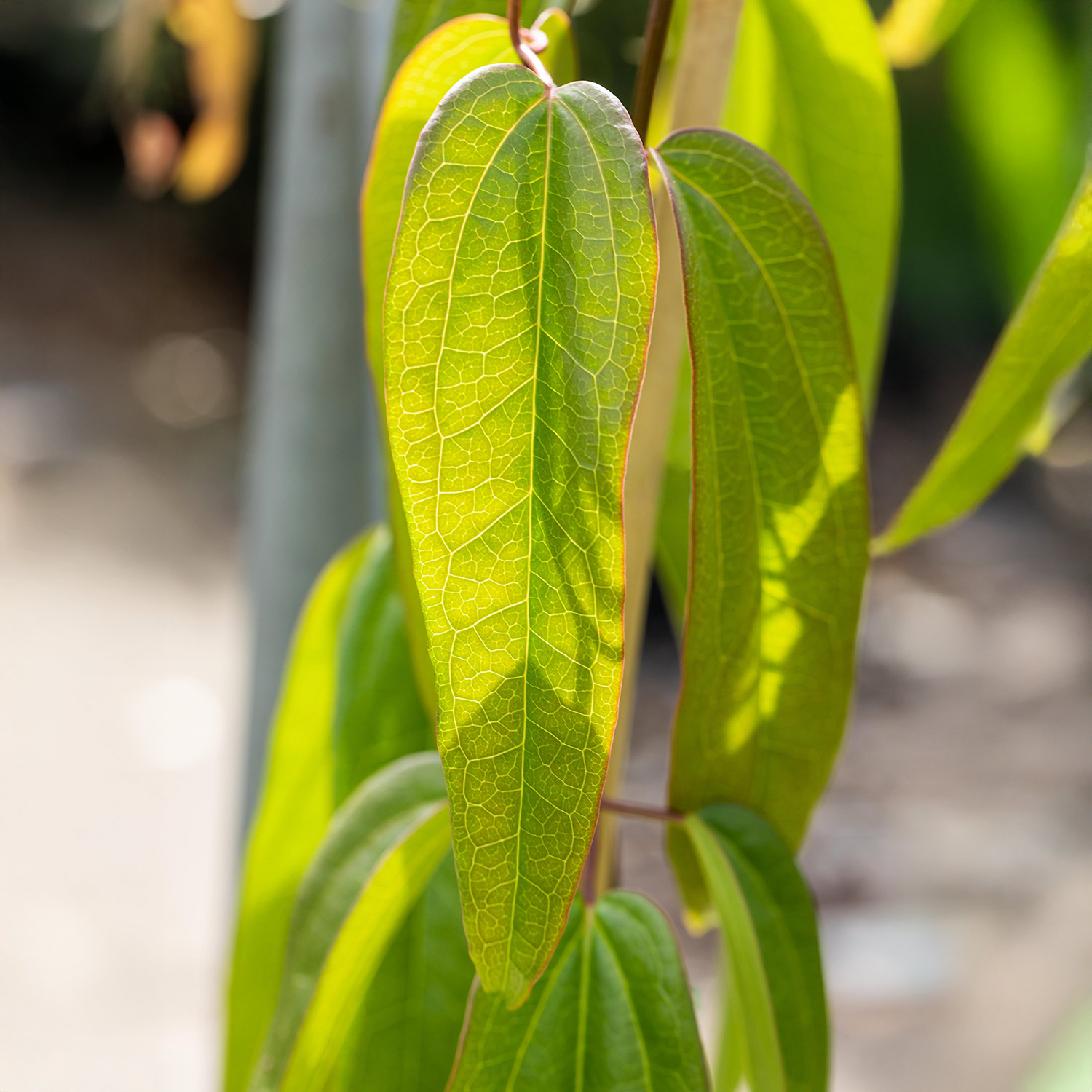 Kategorie <b>Clematis </b> - Immergrüne Duft-Clematis 'Apple Blossom' Liefergröße: 60 - 100 cm - Clematis armandii 'Apple Blossom'