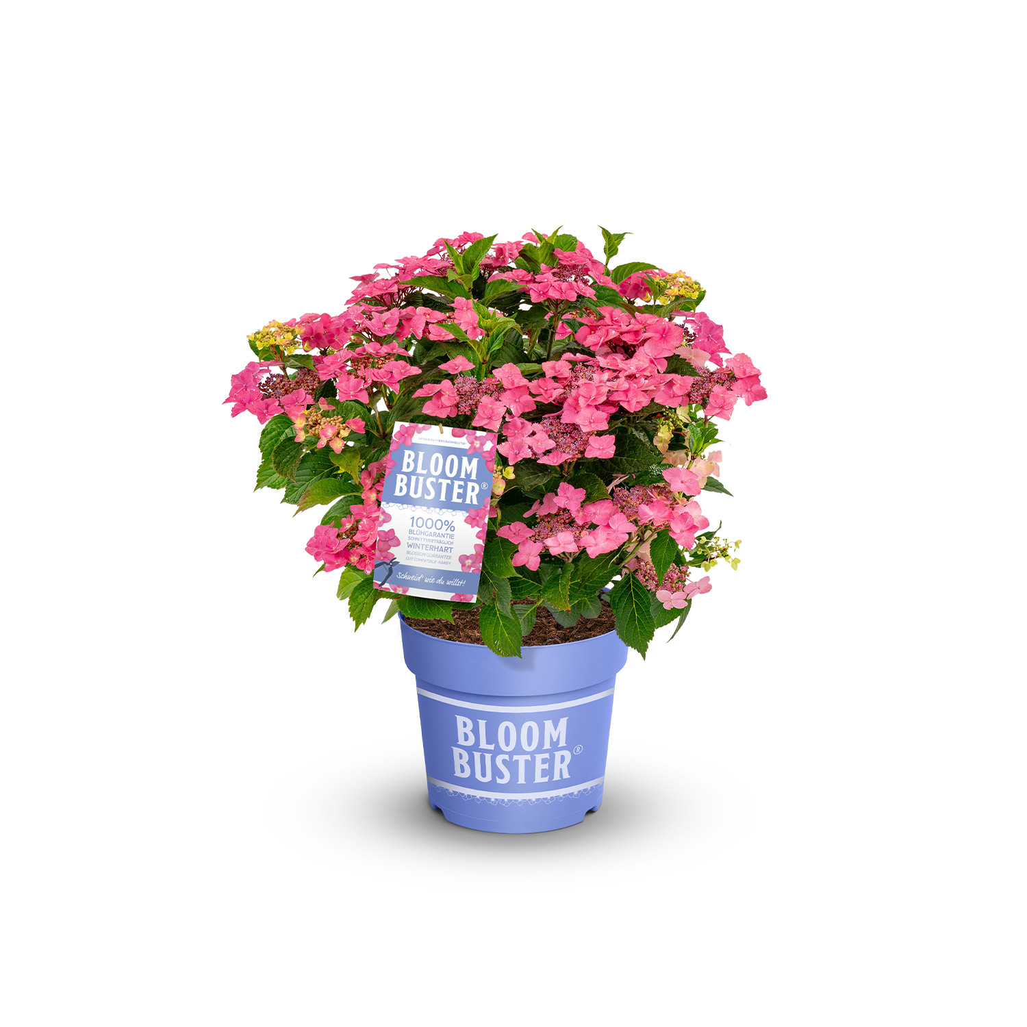 Kategorie <b>Blütensträucher und Ziergehölze </b> - Hortensie 'Bloombuster® Rosa' Liefergröße: 30 - 40 cm - Hydrangea hybrid 'Bloombuster' Pink