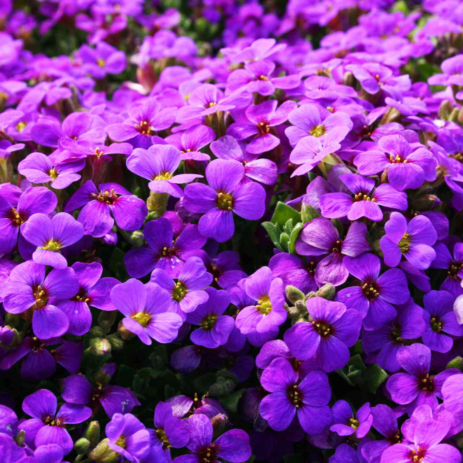 Blaukissen 'Hamburger Stadtpark' Lieferform: Im 9 cm Topf