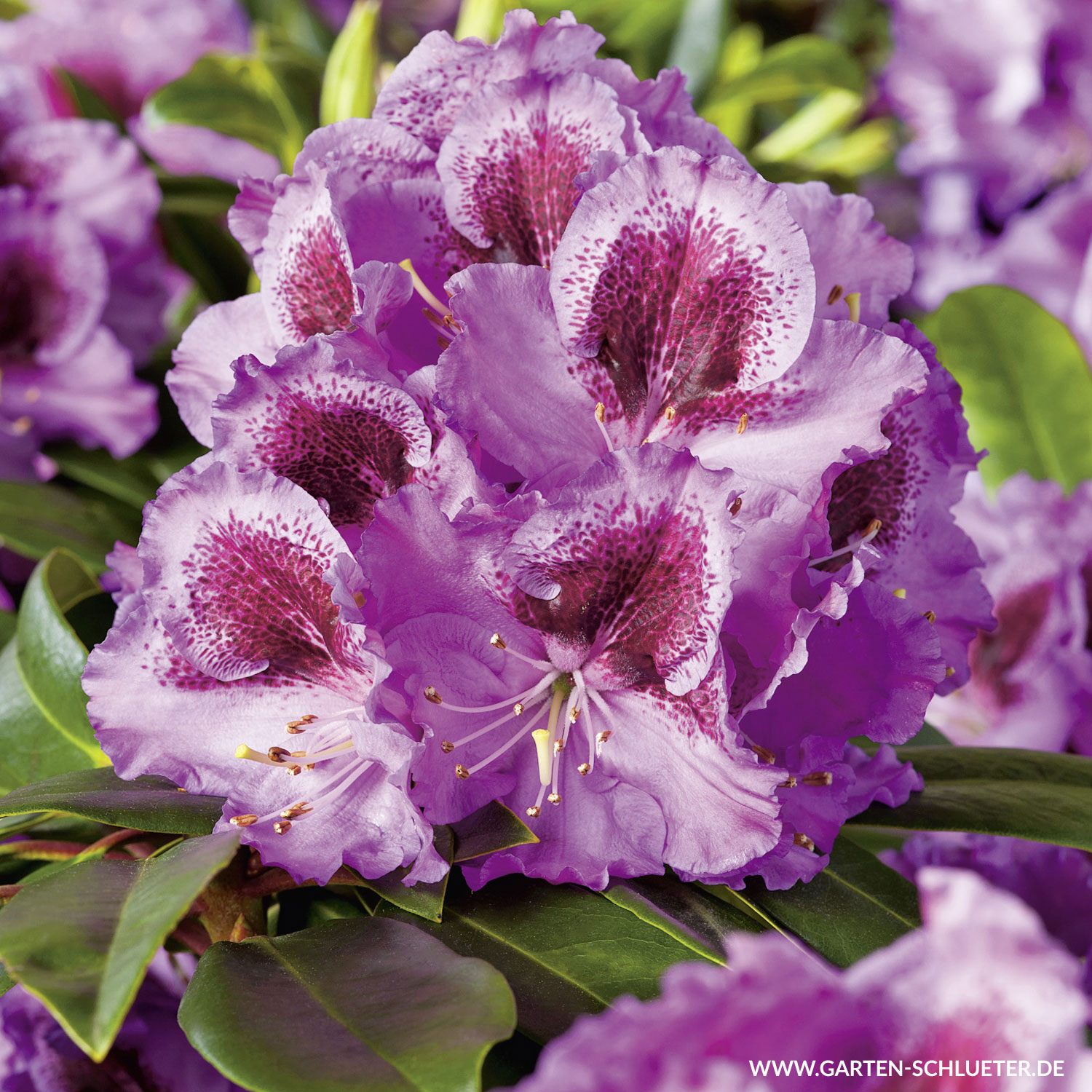 Rhododendron 'Pfauenauge'® C7,5 Easydendron® Liefergröße: 30 - 40 cm
