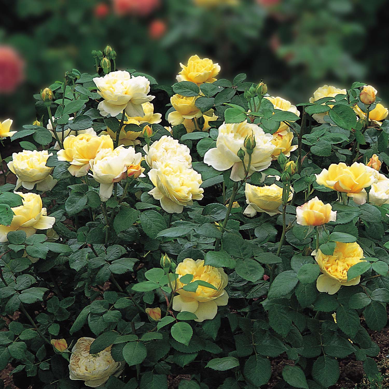 David Austin-Rose 'Charles Darwin®', 5 Liter, 3 starke Triebe, A-Qualität Liefergröße: 3 starke Triebe, A-Qualität