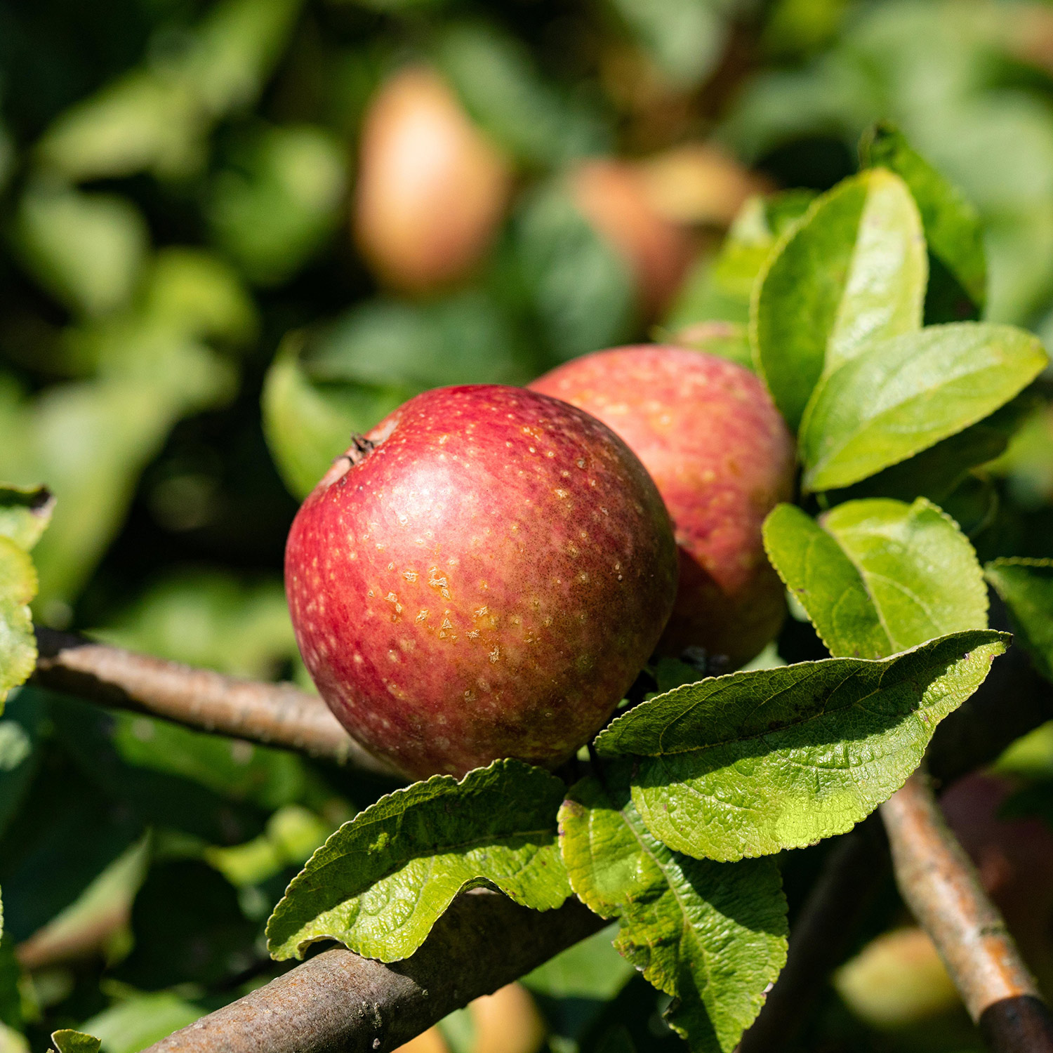 Herbstapfel 'Carola'