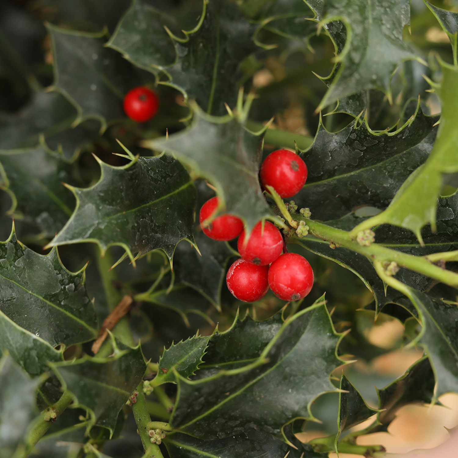 Stechpalme 'Alaska' Stechpalme 'Alaska'