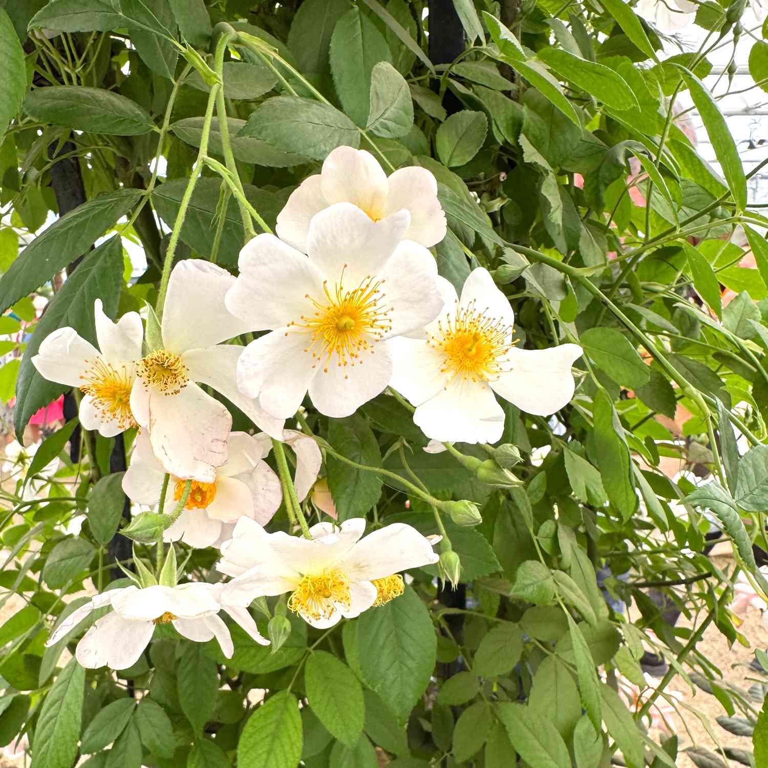 Ramblerrose 'Francis E. Lester'