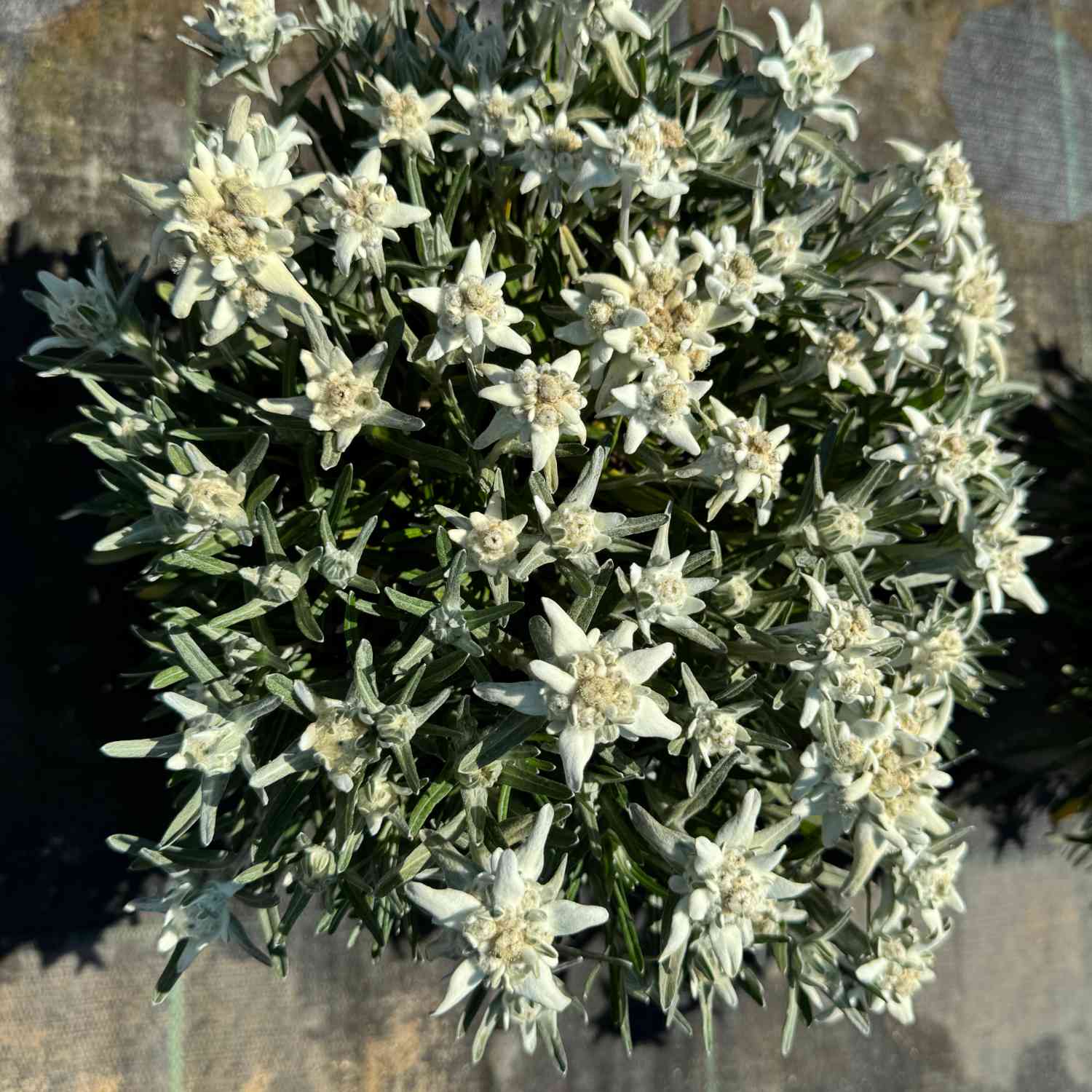 Garten-Edelweiß 'Matterhorn'