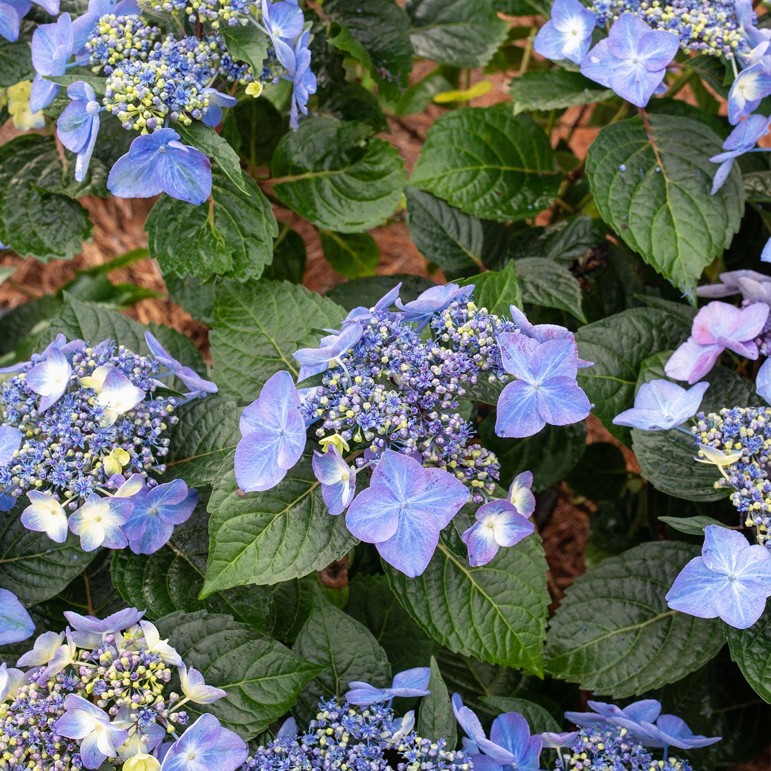 Hortensie 'Endless Summer® Pop Star®' blau Lieferform: Im 3 - 5 Liter Topf