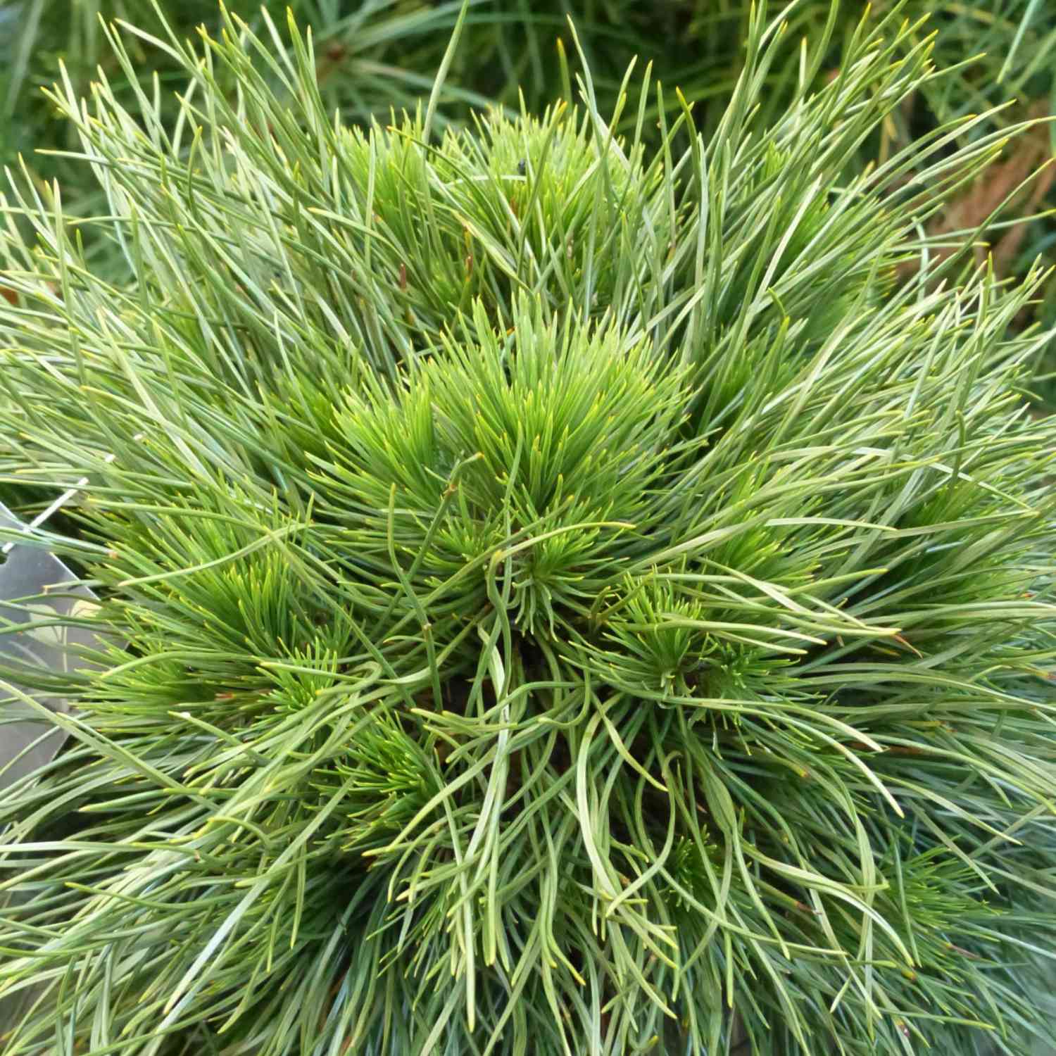 Zwerg-Kiefer 'Varella' Zwerg-Kiefer 'Varella'