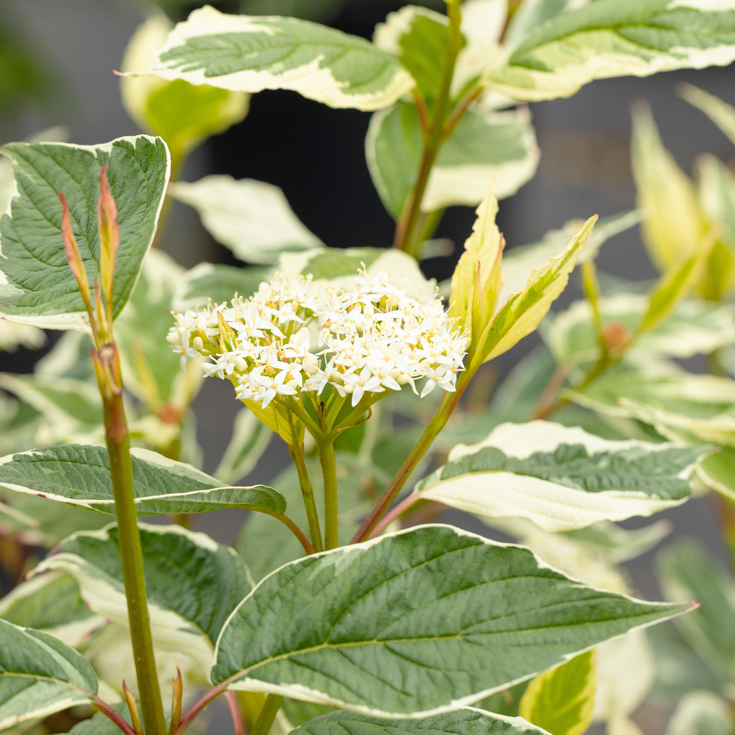Weißgrüner Purpurhartriegel Weißgrüner Purpurhartriegel