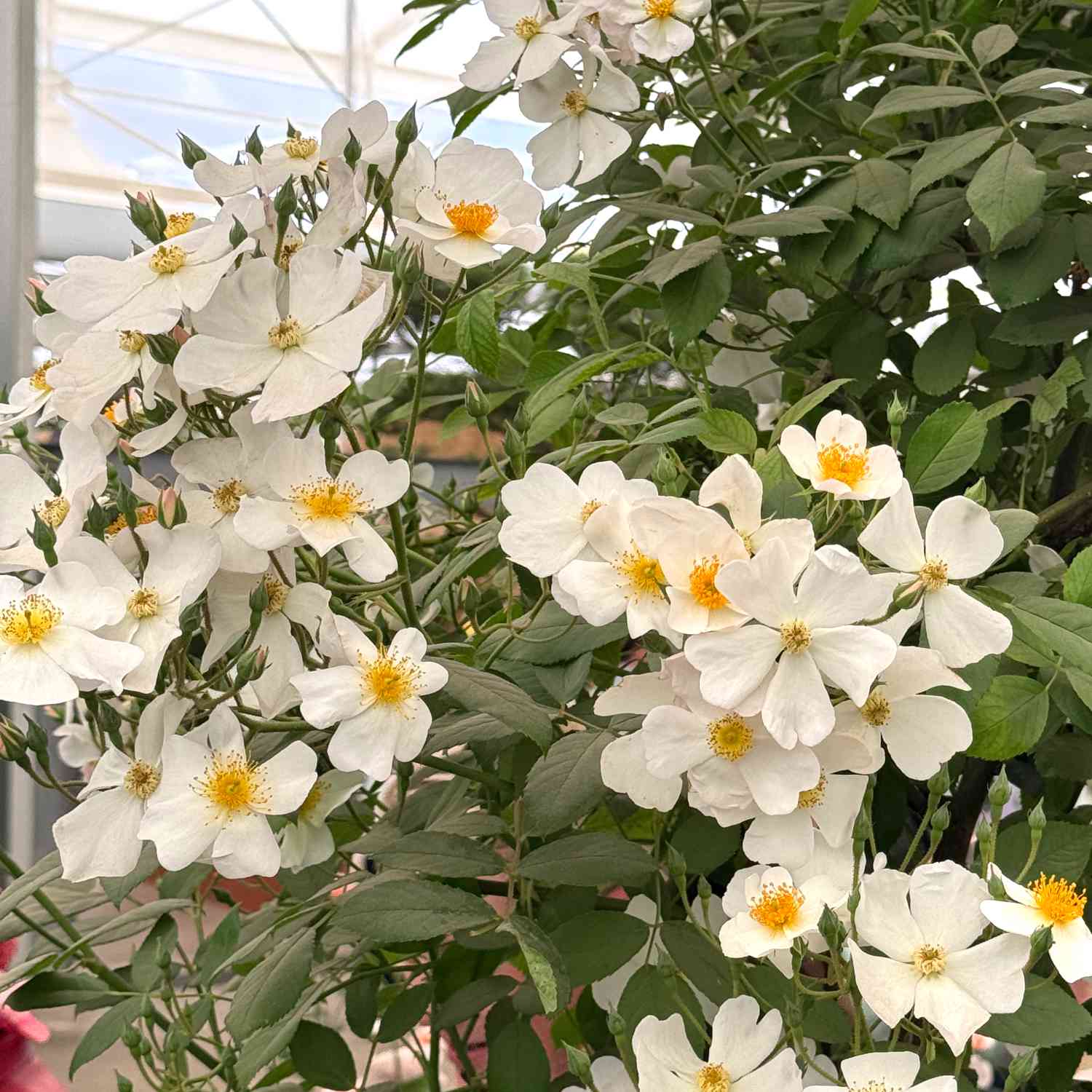Ramblerrose 'Francis E. Lester'