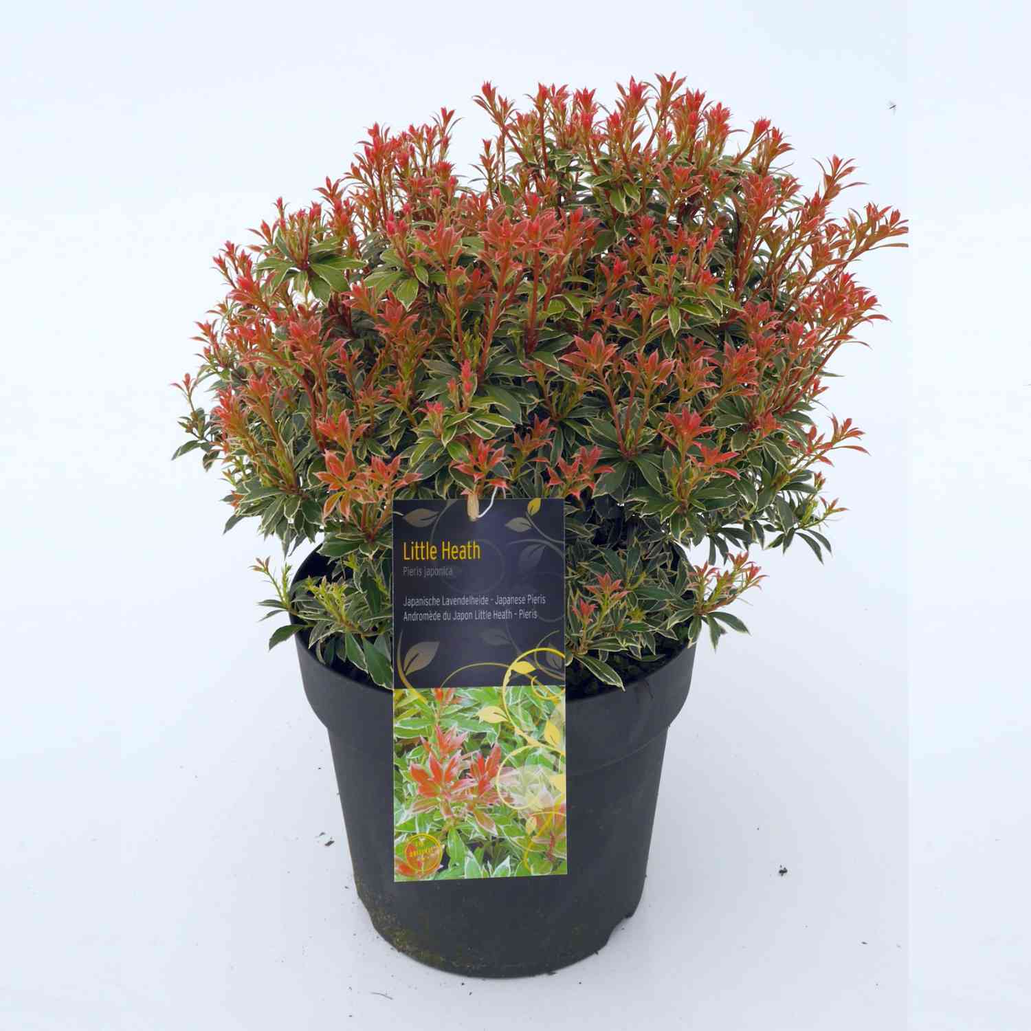 Lavendelheide / Schattenglöckchen 'Little Heath'