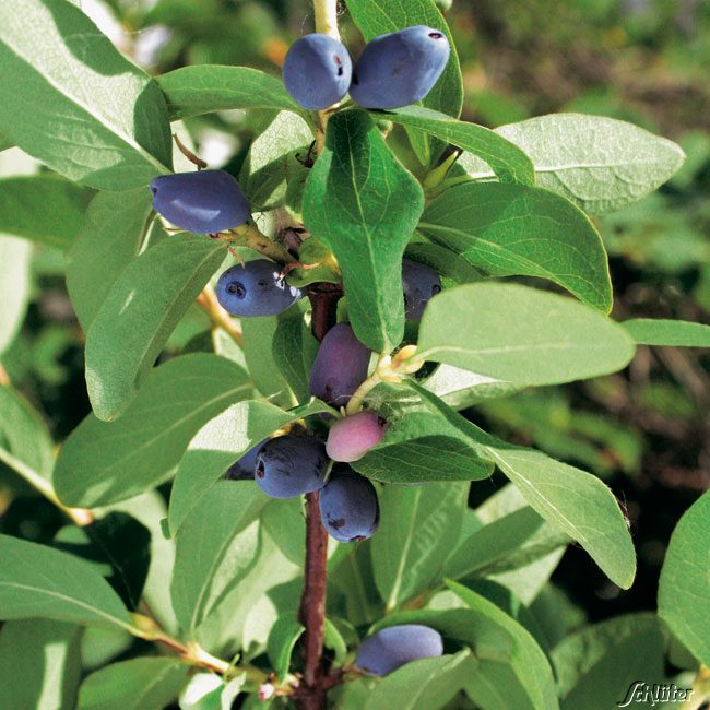Sibirische Blaubeere 'Eisbär' - Honigbeere 3 Liter Container, 30-40 cm Liefergröße: 30-40 cm