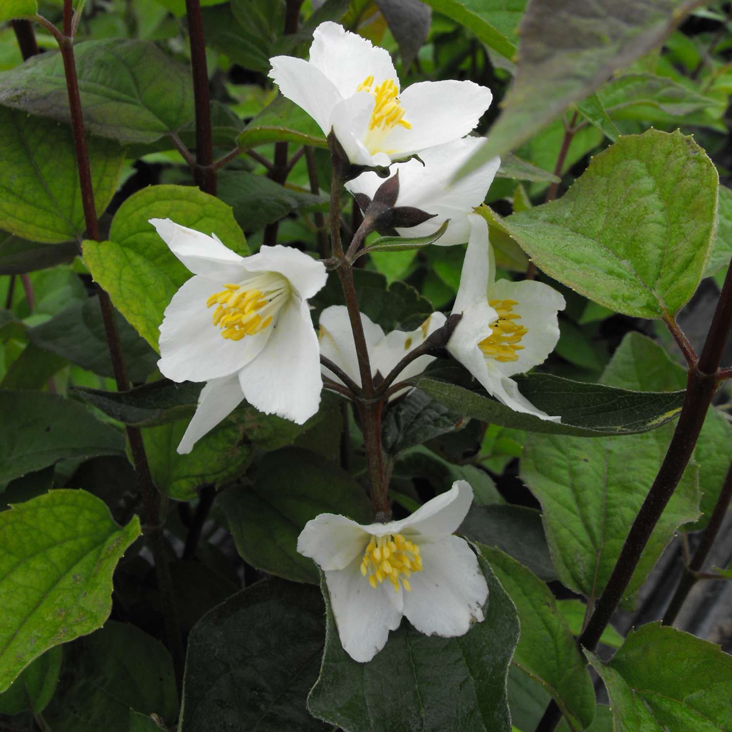 Kategorie <b>Produkt ohne Kategoriezuordnung </b> - Jasmin 'Starbright®' C3 40 - 60 cm Liefergröße: 40 - 60 cm - Philadelphus 'Starbright'