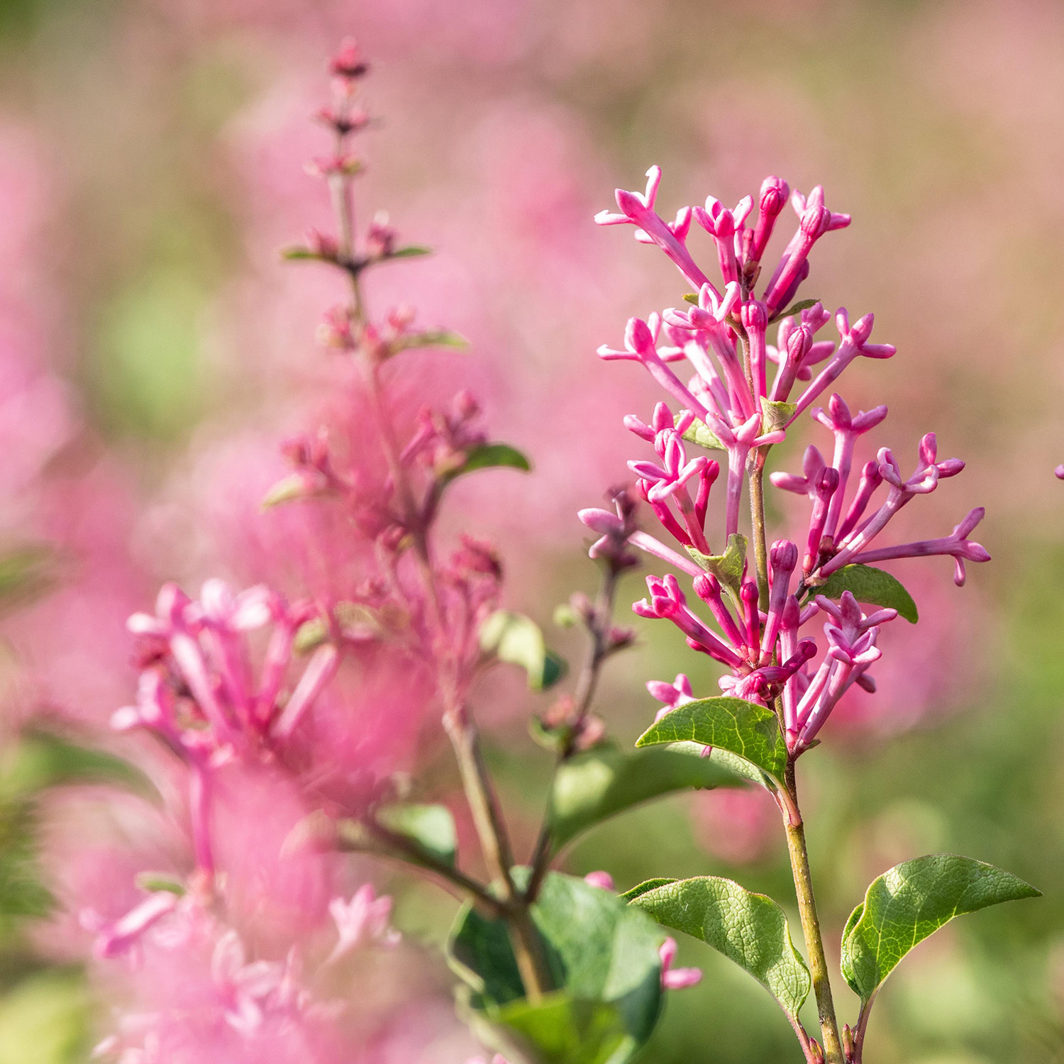 Edelflieder 'Mrs. Edward Harding'