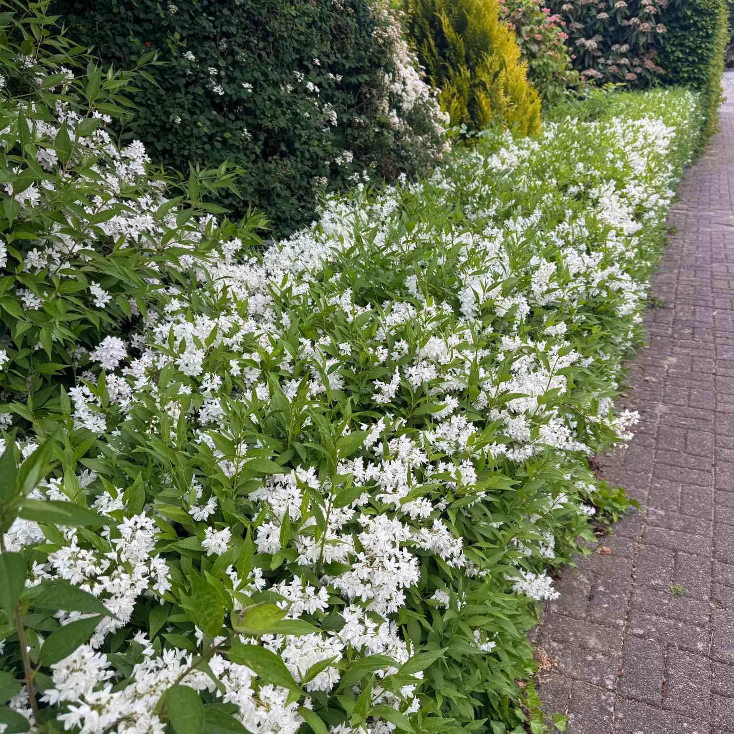 Maiblumenstrauch - Deutzie
