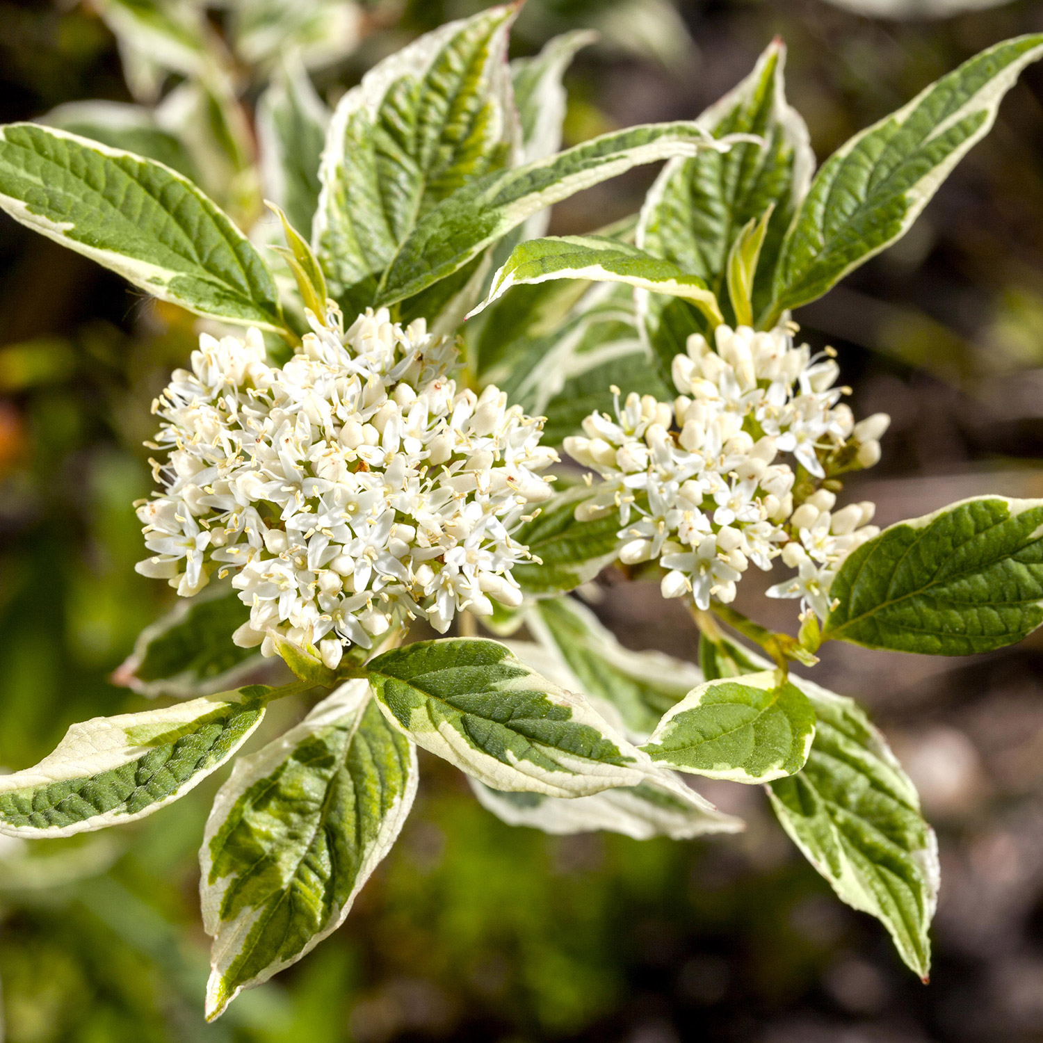 Weißgrüner Purpurhartriegel Weißgrüner Purpurhartriegel