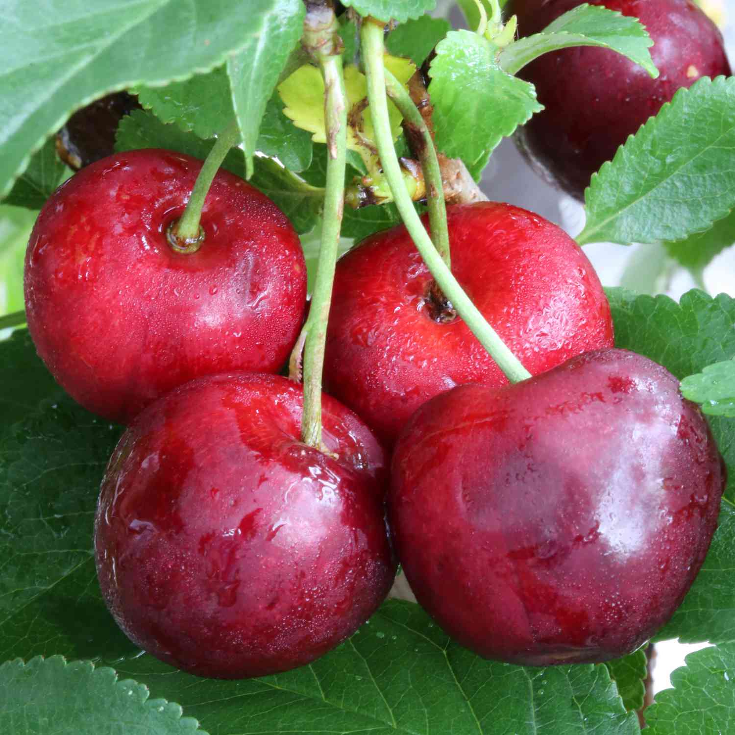 Kirsch-Duo 'Regina®/Sunburst®' Kirsch-Duo 'Regina®/Sunburst®'