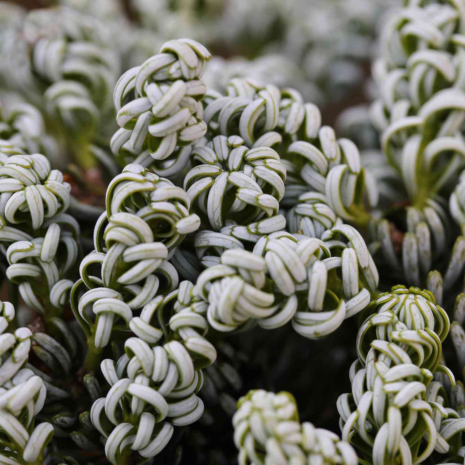 Eissilberne Zwerg-Lockentanne 'Kohout's Icebreaker®' -  Koreatanne Eissilberne Zwerg-Lockentanne 'Kohout's Icebreaker®' -  Koreatanne
