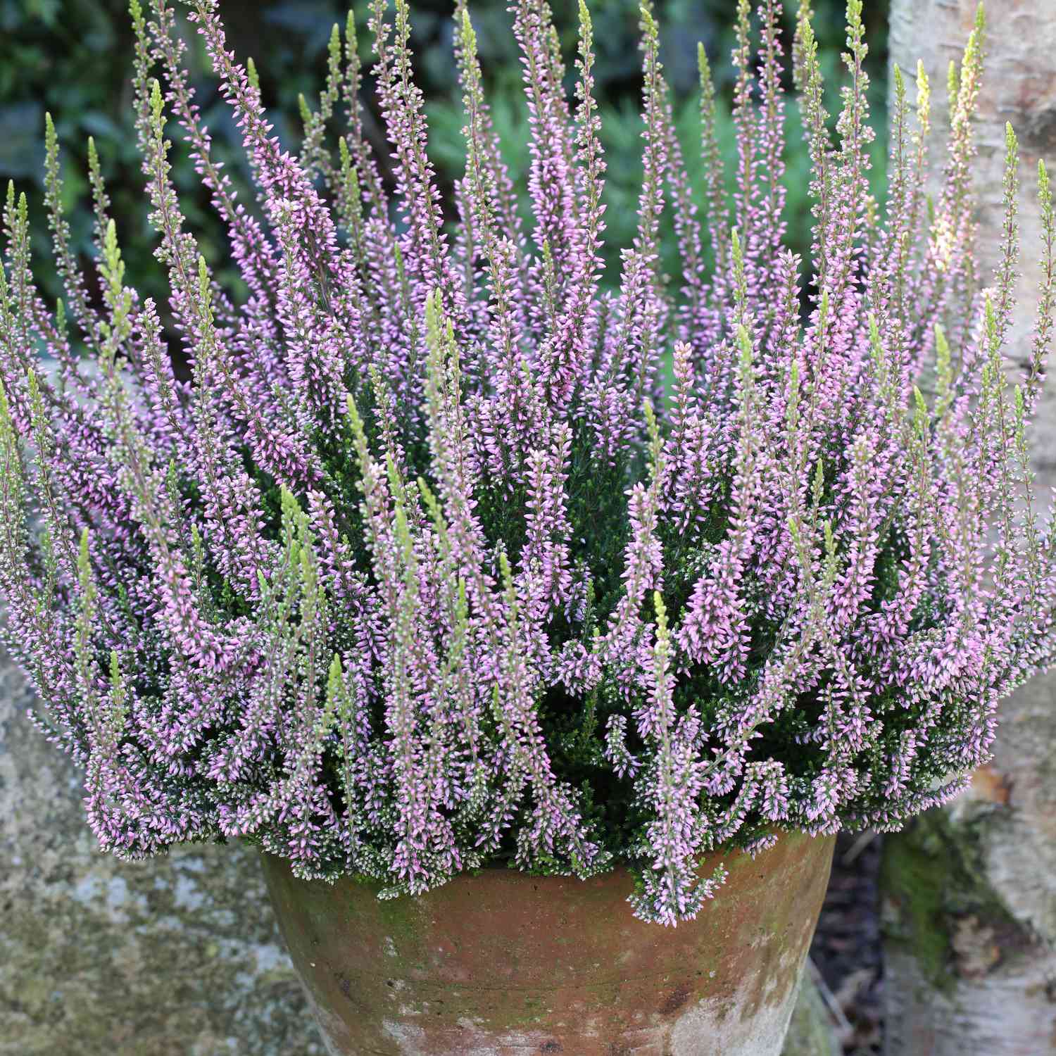 Winterharte Knospenheide 'Rosita' (Garden Girls®) Winterharte Knospenheide 'Rosita' (Garden Girls®)