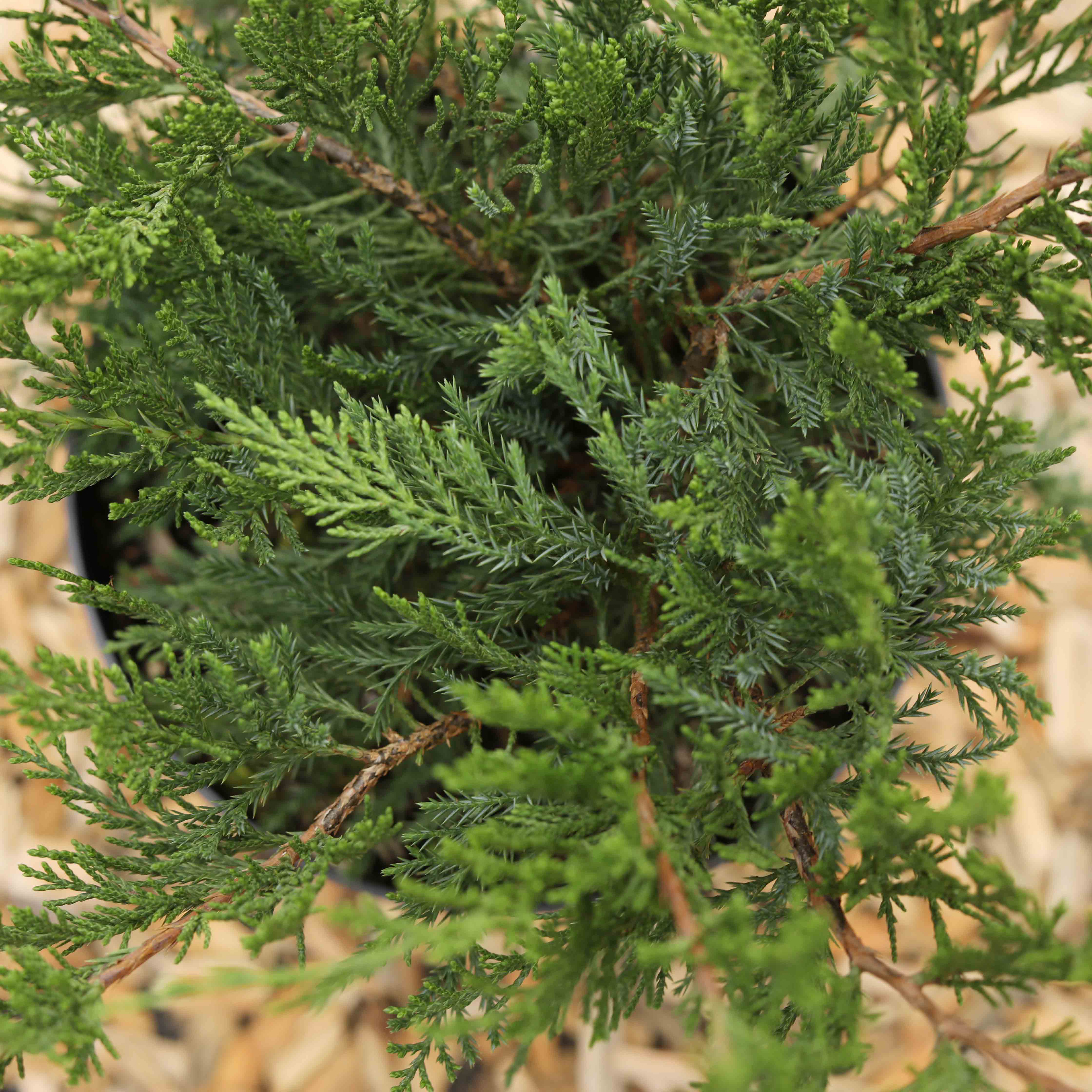 Strauchwacholder 'Mint Julep' Strauchwacholder 'Mint Julep'