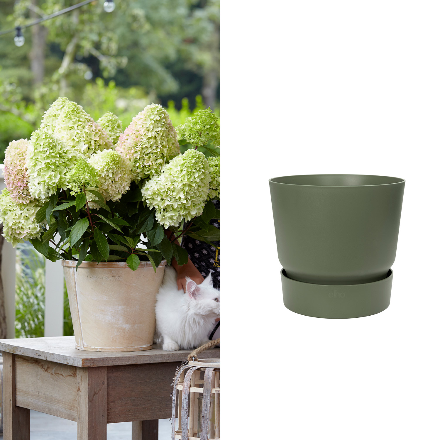 Zwerg-Rispenhortensie 'Little Fresco' mit Topf grün ohne Erde Zwerg-Rispenhortensie 'Little Fresco' mit Topf grün ohne Erde