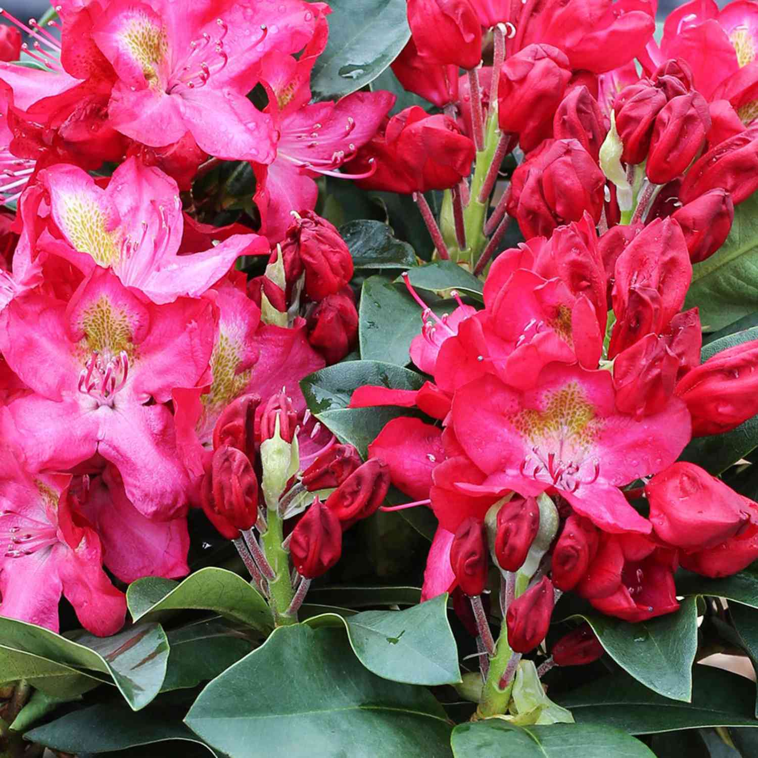 Rhododendron 'Junifeuer' - Easydendron®