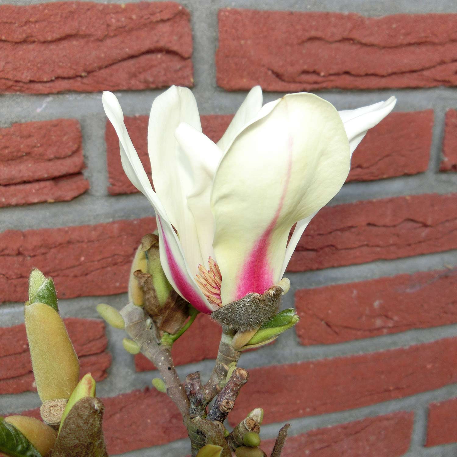 Magnolie 'Sunrise®' C5 40 - 60 cm