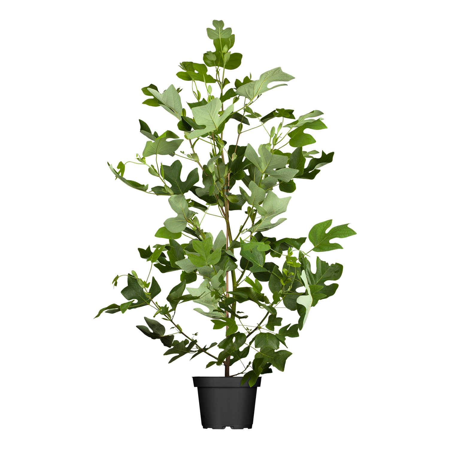 Kategorie <b>Produkt ohne Kategoriezuordnung </b> - Amerikanischer Tulpenbaum Liefergröße: 150 - 175 cm - Liriodendron tulipifera