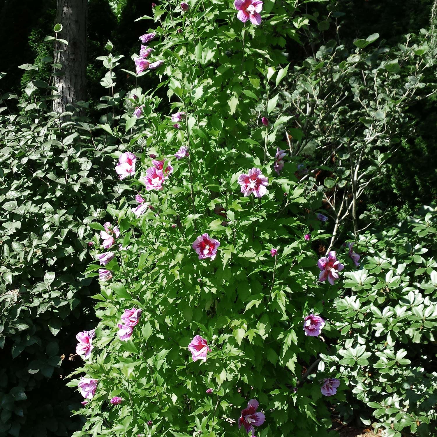 Säulen-Eibisch 'Purple Pillar' Säulen-Eibisch 'Purple Pillar'